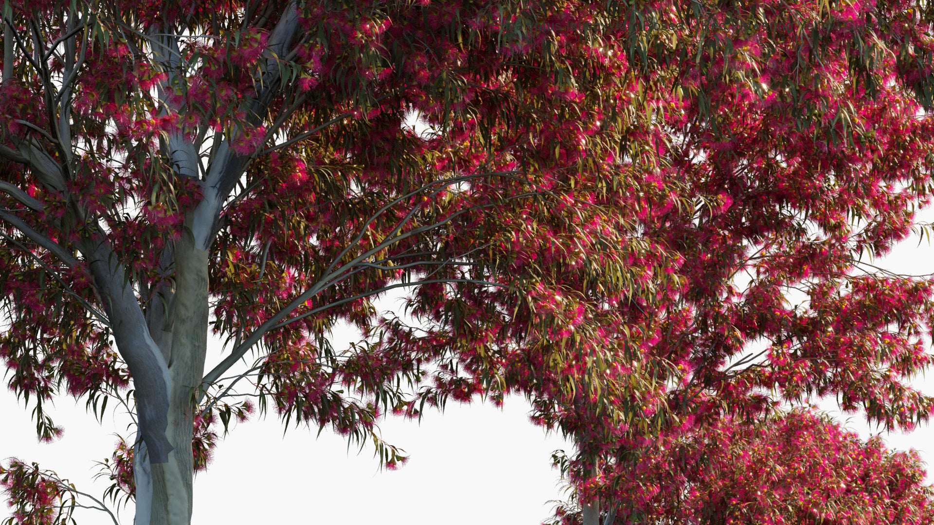 Eucalyptus Leucoxylon 'Rosea' 3D Model