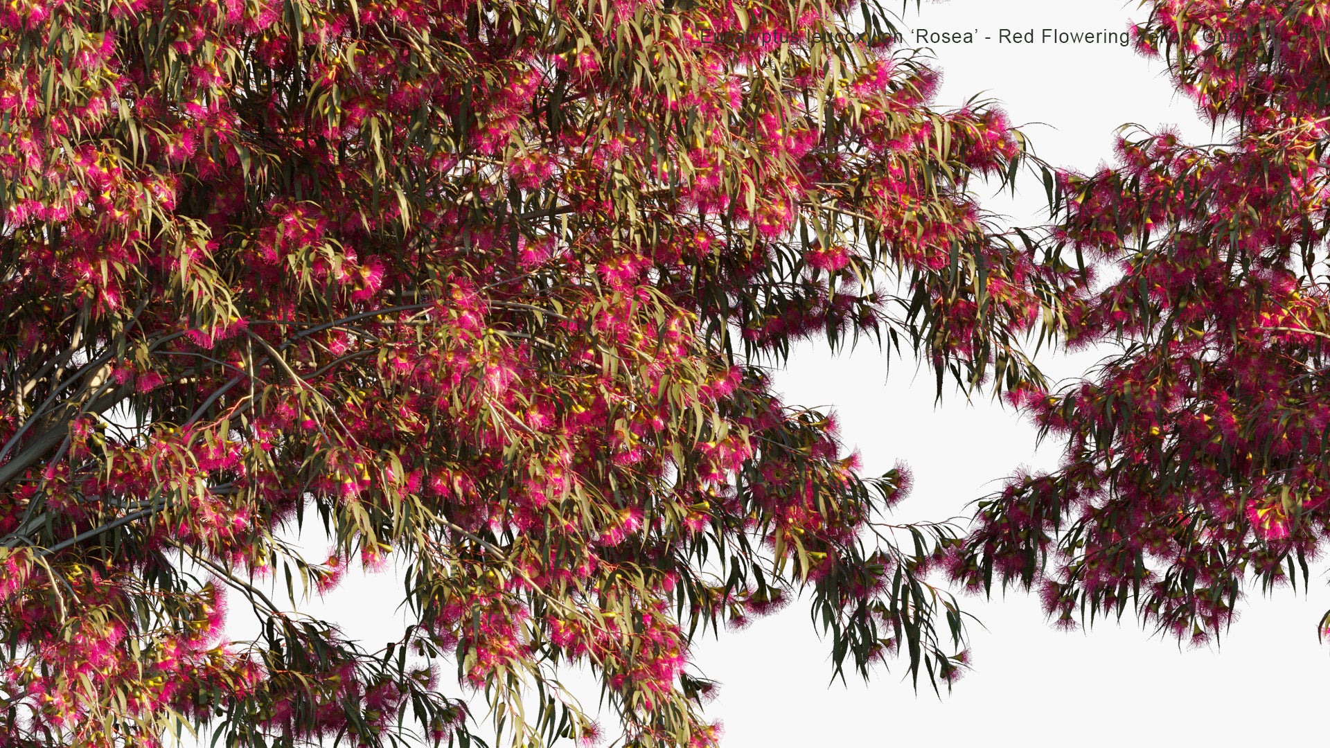 Eucalyptus Leucoxylon 'Rosea' 3D Model