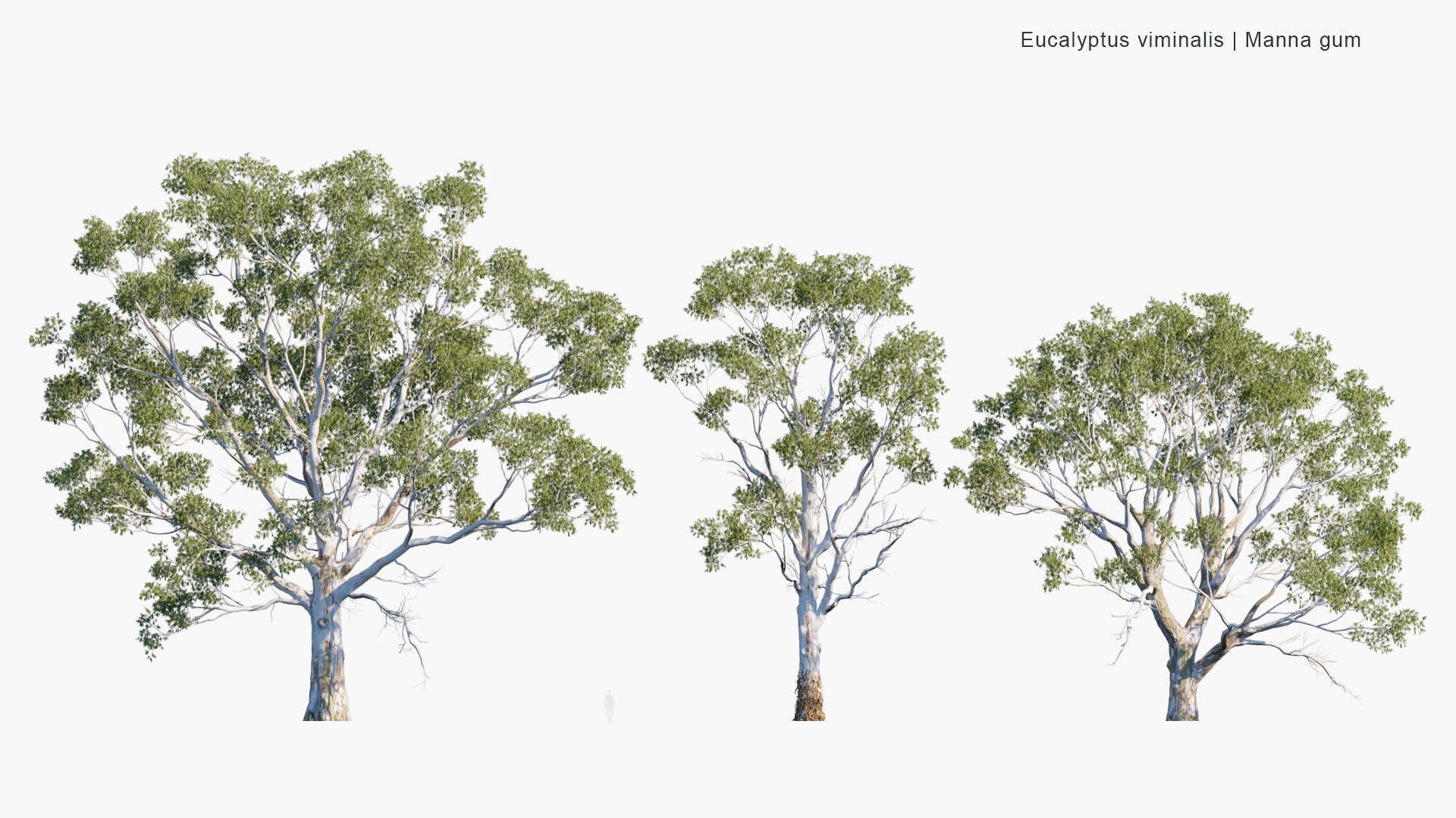 Eucalyptus Viminalis - Manna Gum, White Gum, Ribbon Gum (3D Model)