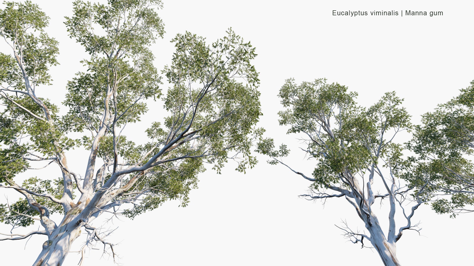 Eucalyptus Viminalis - Manna Gum, White Gum, Ribbon Gum (3D Model)