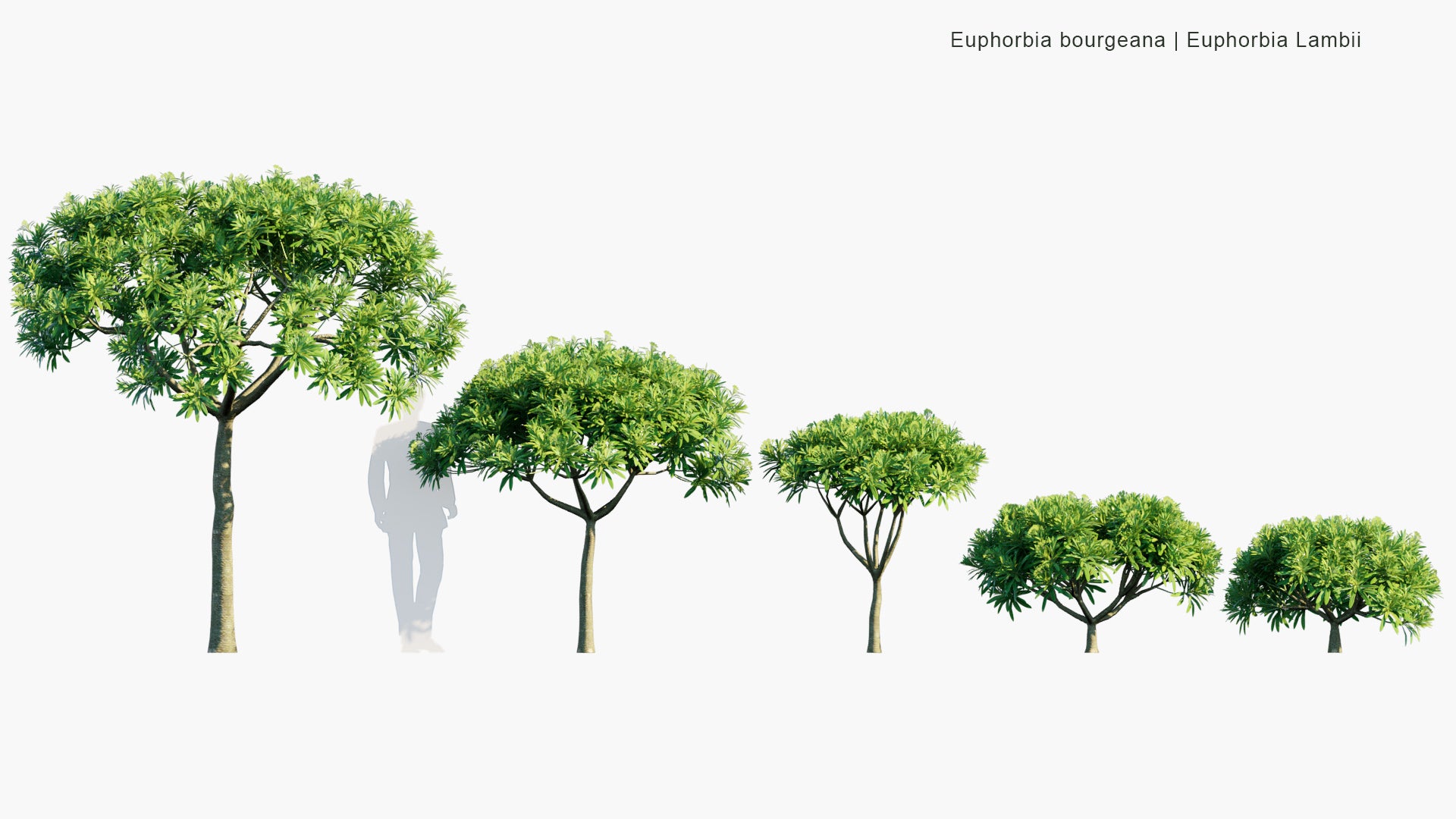 Low Poly Euphorbia Bourgeana - Euphorbia Lambii (3D Model)
