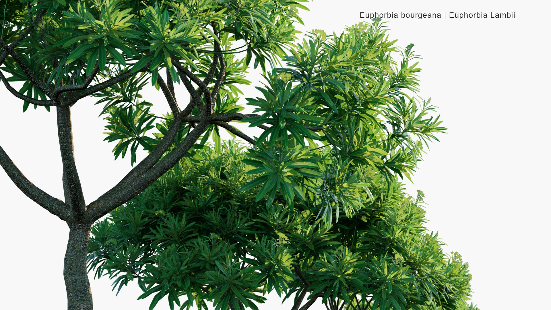 Low Poly Euphorbia Bourgeana - Euphorbia Lambii (3D Model)