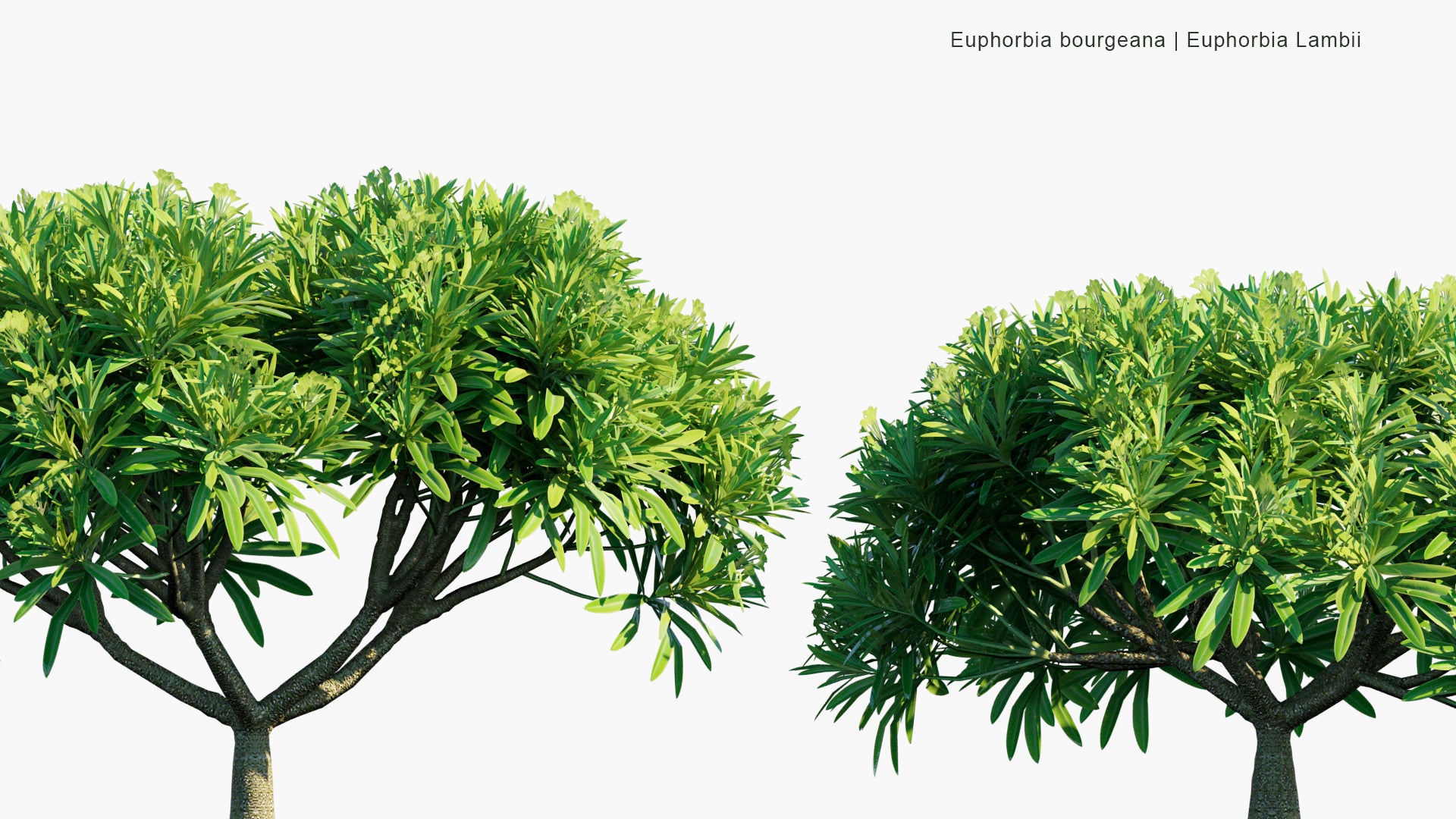 Low Poly Euphorbia Bourgeana - Euphorbia Lambii (3D Model)