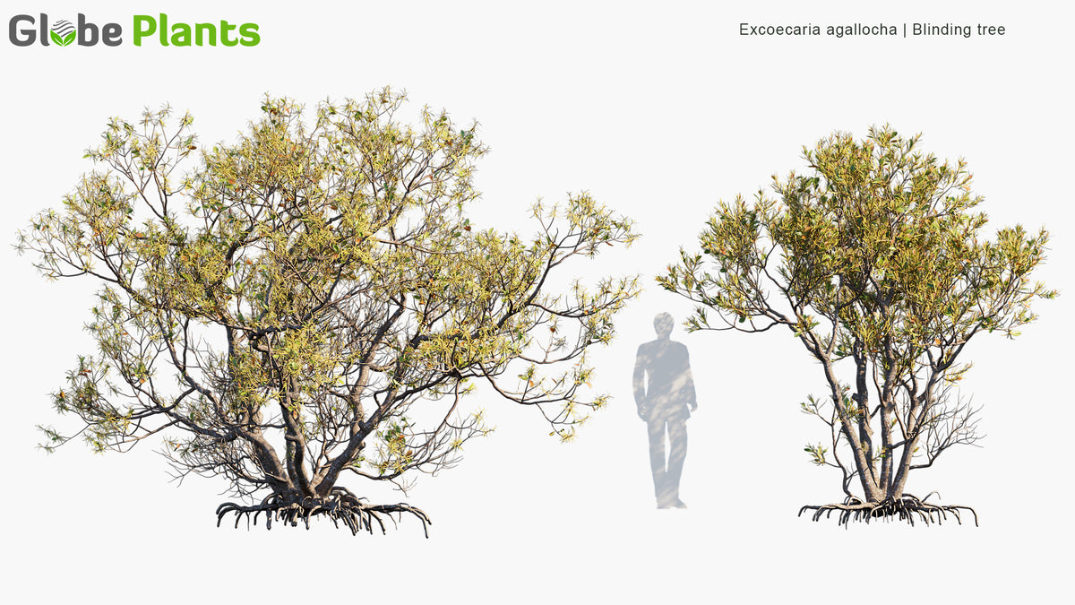 Excoecaria Agallocha Blinding Tree Milky Mangrove 3d Model