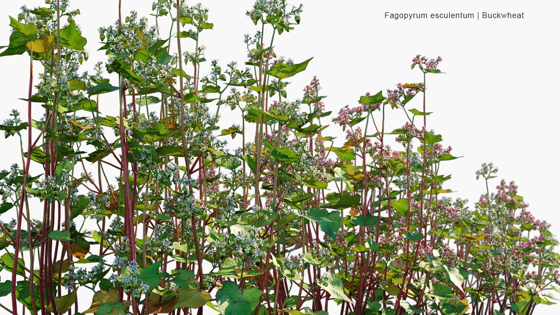 Fagopyrum Esculentum - Common Buckwheat