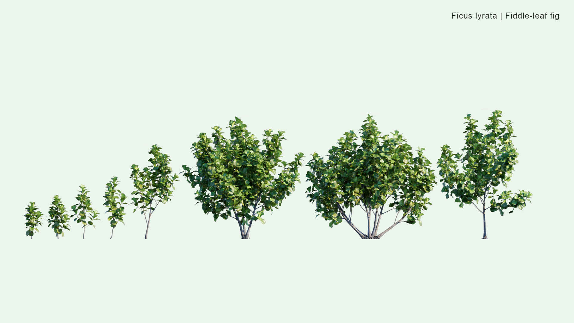 2D Ficus Lyrata - Fiddle-Leaf Fig