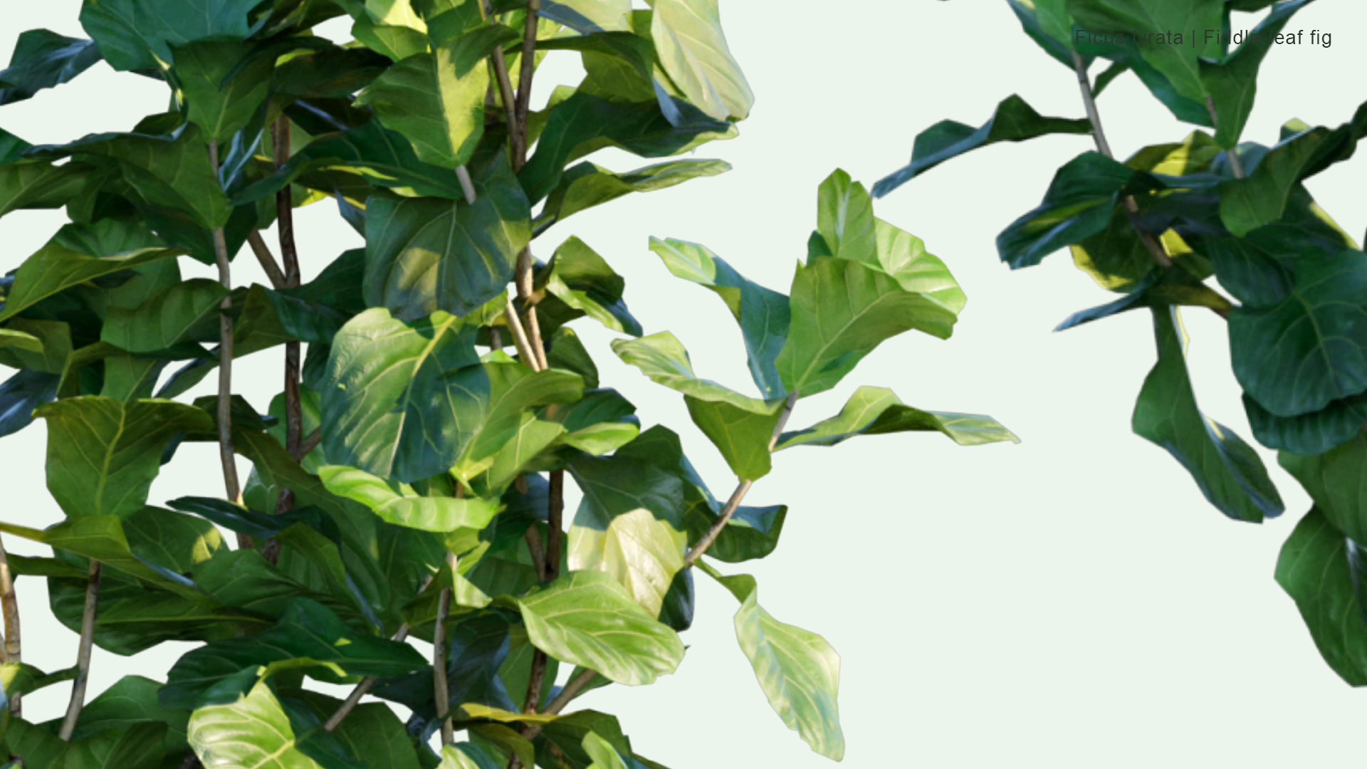 2D Ficus Lyrata - Fiddle-Leaf Fig