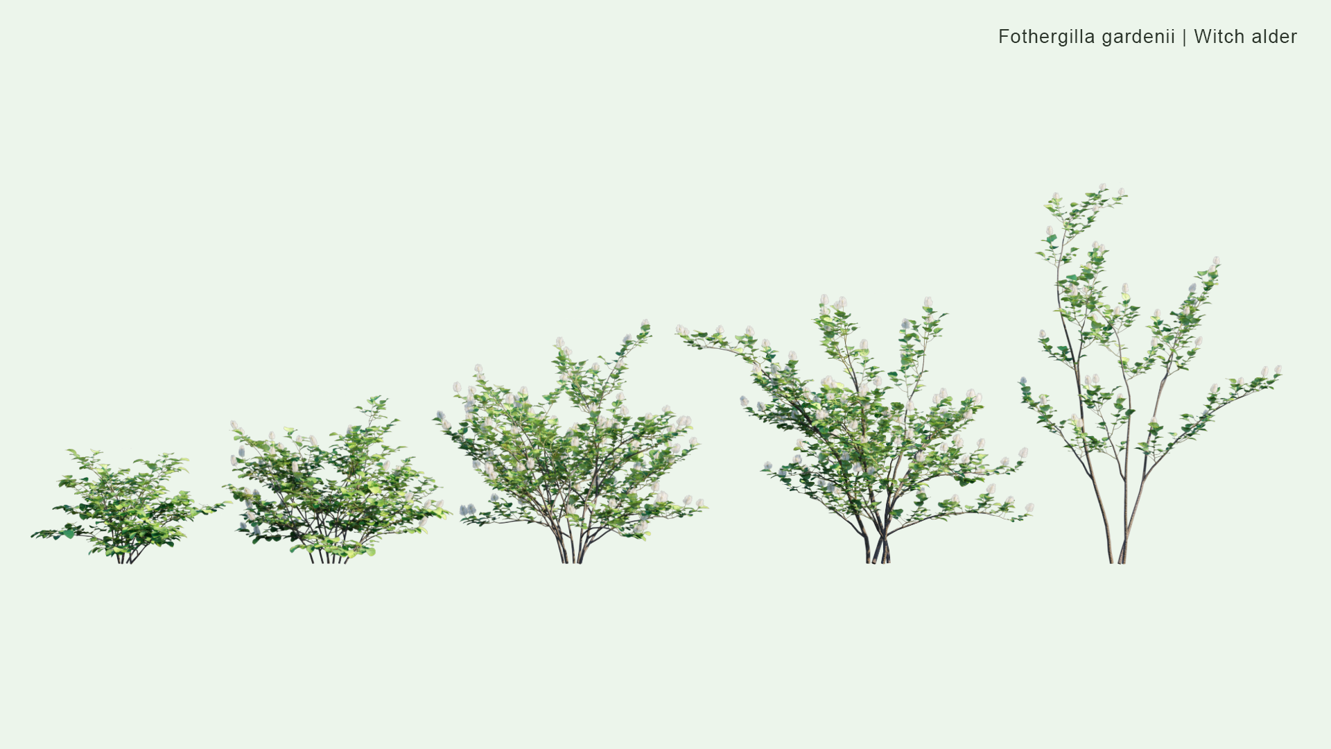 2D Fothergilla Gardenii - Witch Alder, Dwarf Fothergilla, American Wych Hazel, Dwarf Witchalder