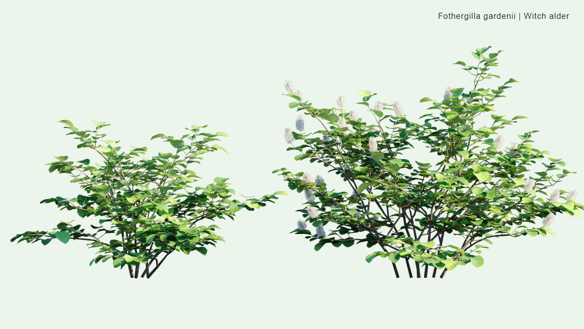 2D Fothergilla Gardenii - Witch Alder, Dwarf Fothergilla, American Wych Hazel, Dwarf Witchalder