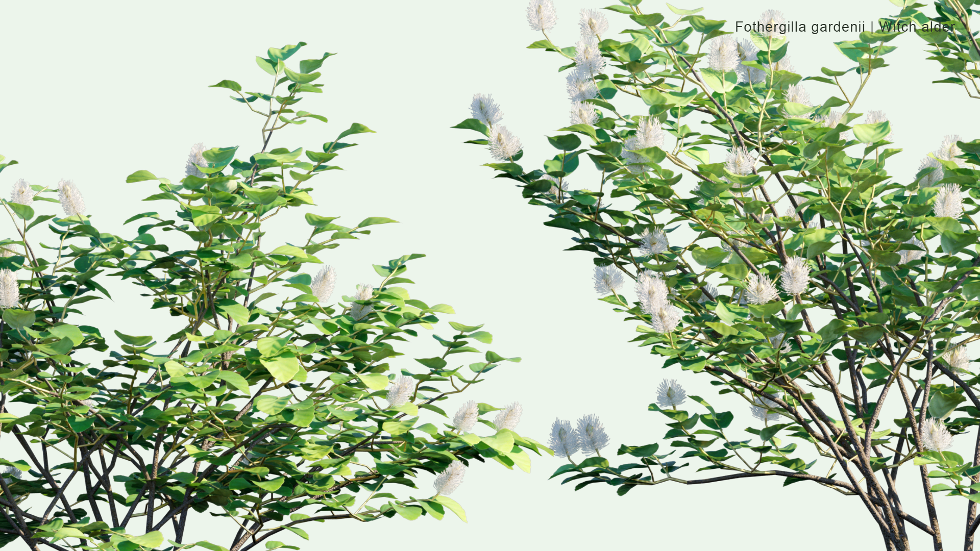 2D Fothergilla Gardenii - Witch Alder, Dwarf Fothergilla, American Wych Hazel, Dwarf Witchalder