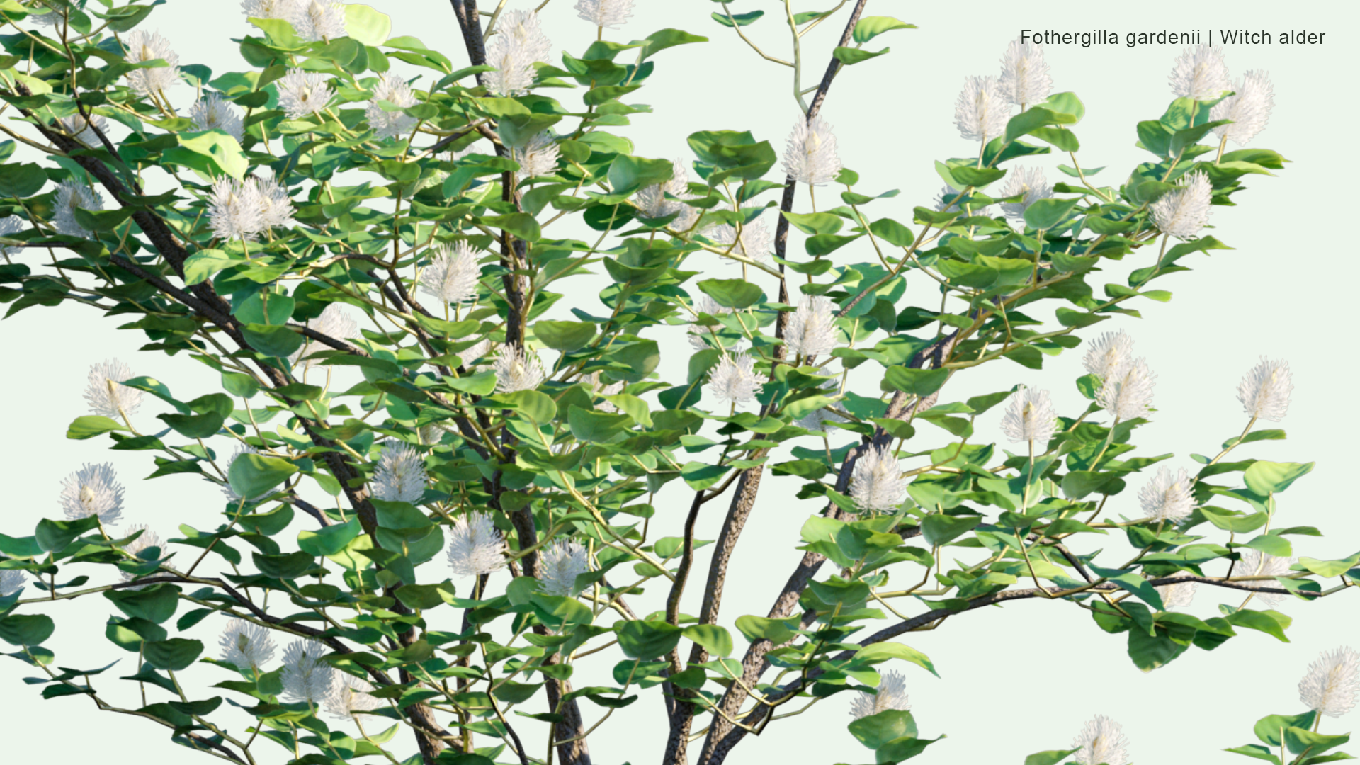 2D Fothergilla Gardenii - Witch Alder, Dwarf Fothergilla, American Wych Hazel, Dwarf Witchalder