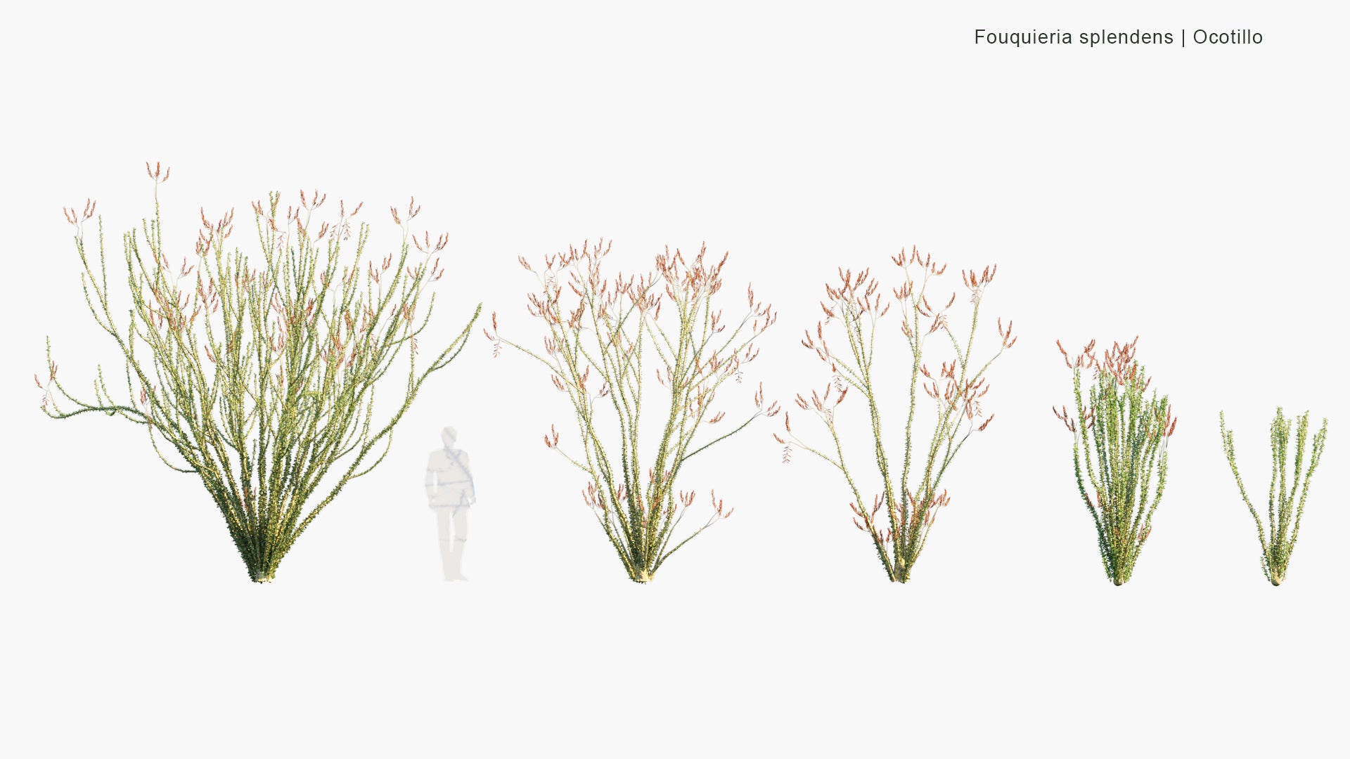 Low Poly Fouquieria Splendens - Ocotillo, Coachwhip, Candlewood, Slimwood, Desert Coral, Jacob's Staff, Jacob Cactus, Vine Cactus (3D Model)