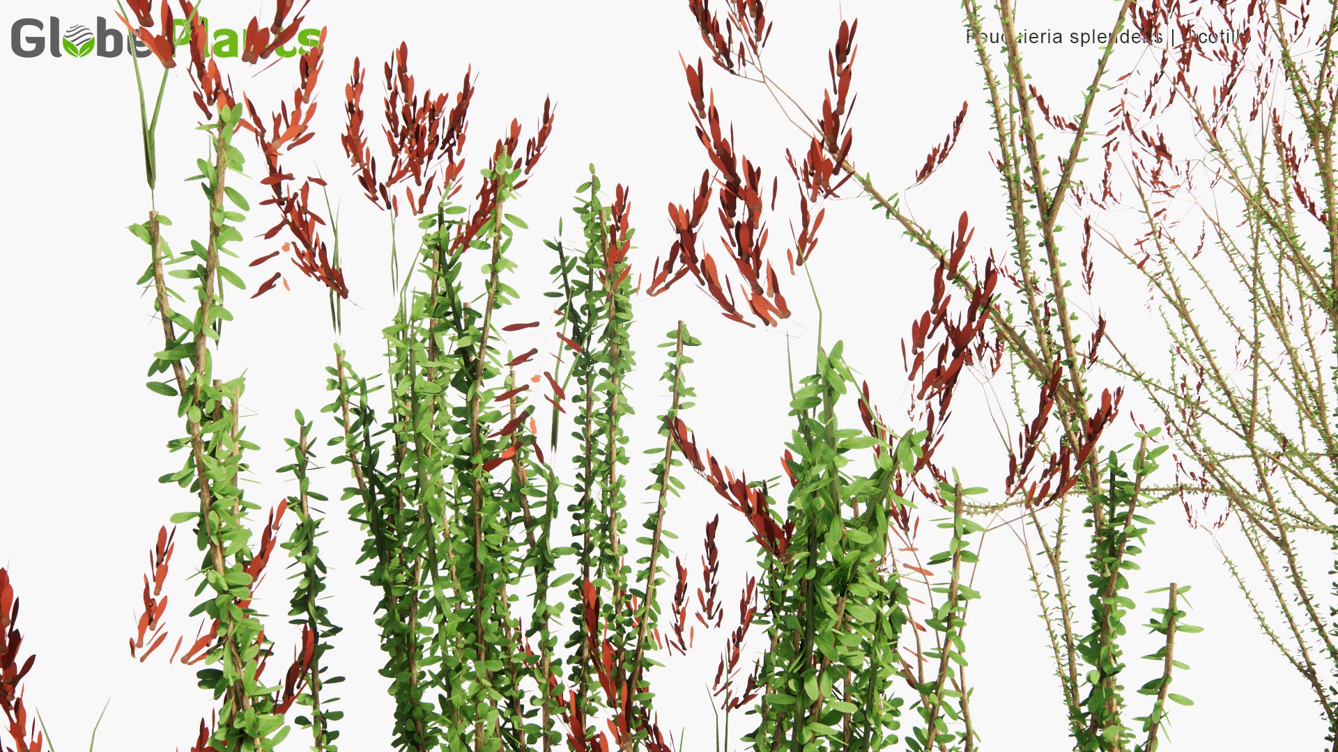 Low Poly Fouquieria Splendens - Ocotillo, Coachwhip, Candlewood, Slimwood, Desert Coral, Jacob's Staff, Jacob Cactus, Vine Cactus (3D Model)
