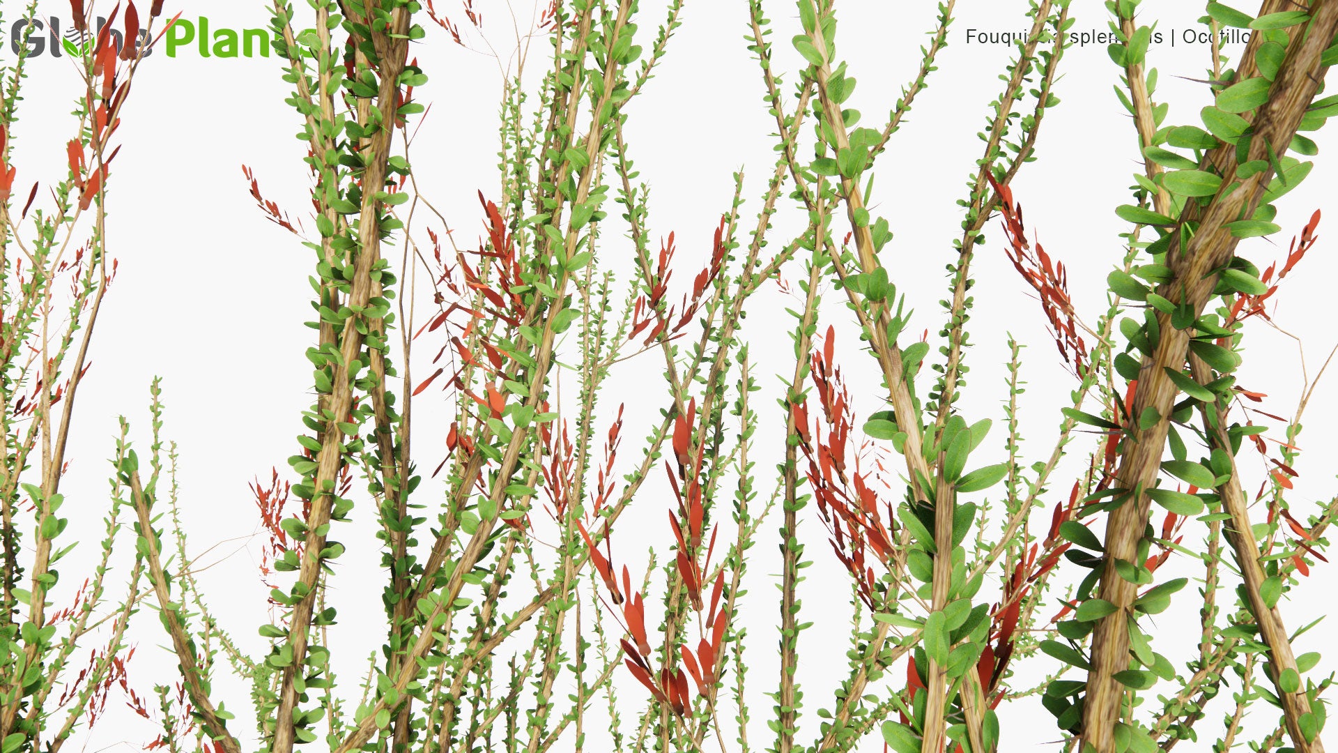 Low Poly Fouquieria Splendens - Ocotillo, Coachwhip, Candlewood, Slimwood, Desert Coral, Jacob's Staff, Jacob Cactus, Vine Cactus (3D Model)