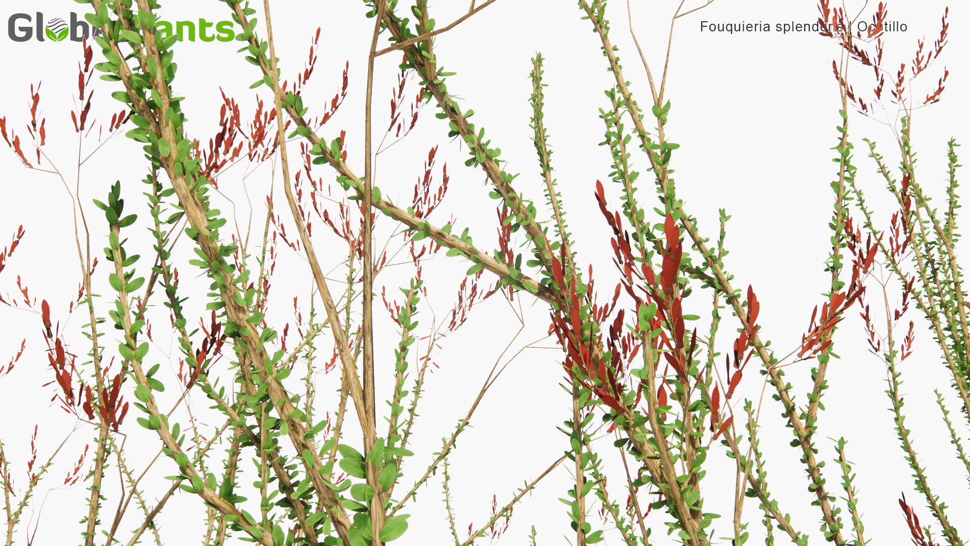 Low Poly Fouquieria Splendens - Ocotillo, Coachwhip, Candlewood, Slimwood, Desert Coral, Jacob's Staff, Jacob Cactus, Vine Cactus (3D Model)