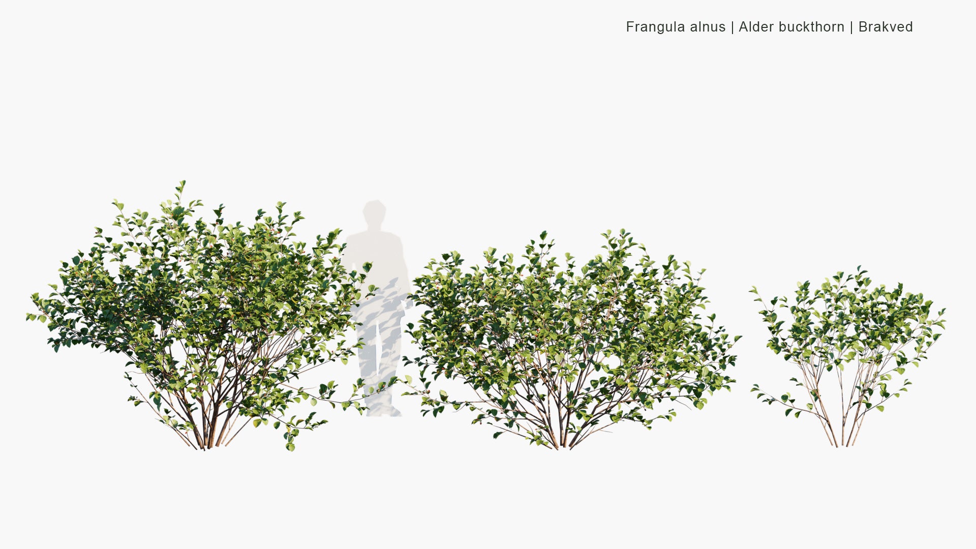 Low Poly Frangula Alnus - Alder Buckthorn, Glossy Buckthorn, Breaking Buckthorn, Brakved (3D Model)