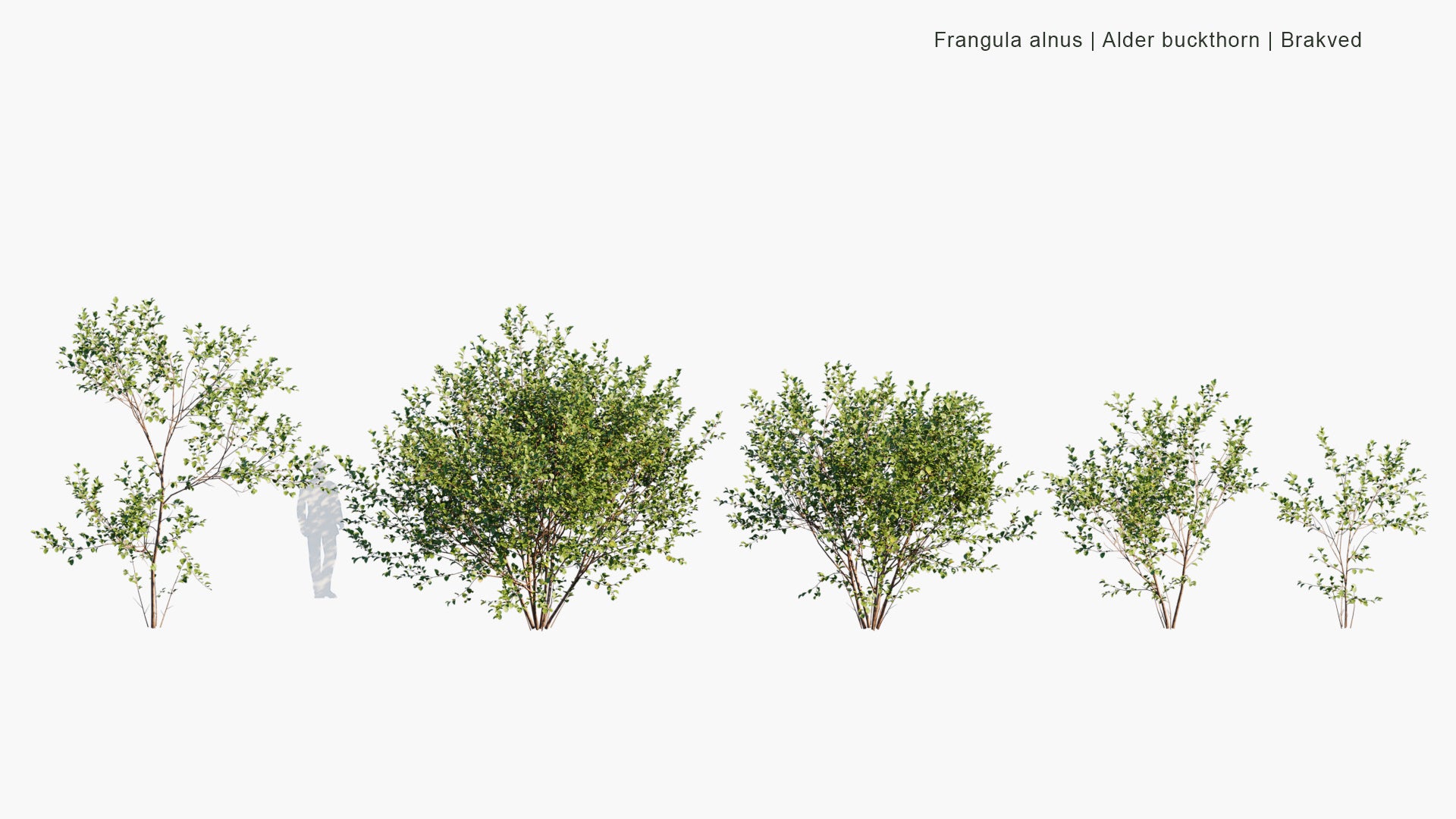 Low Poly Frangula Alnus - Alder Buckthorn, Glossy Buckthorn, Breaking Buckthorn, Brakved (3D Model)