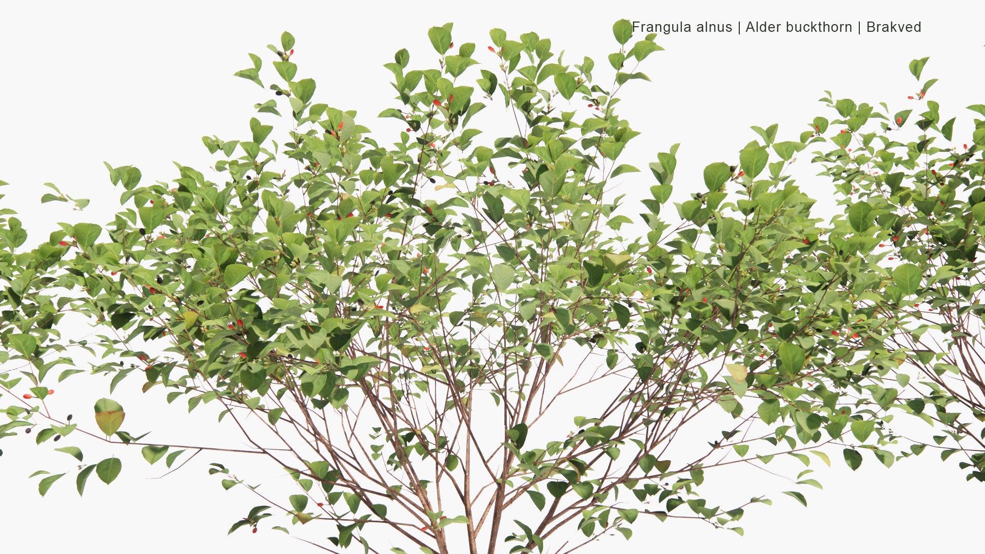 Low Poly Frangula Alnus - Alder Buckthorn, Glossy Buckthorn, Breaking Buckthorn, Brakved (3D Model)