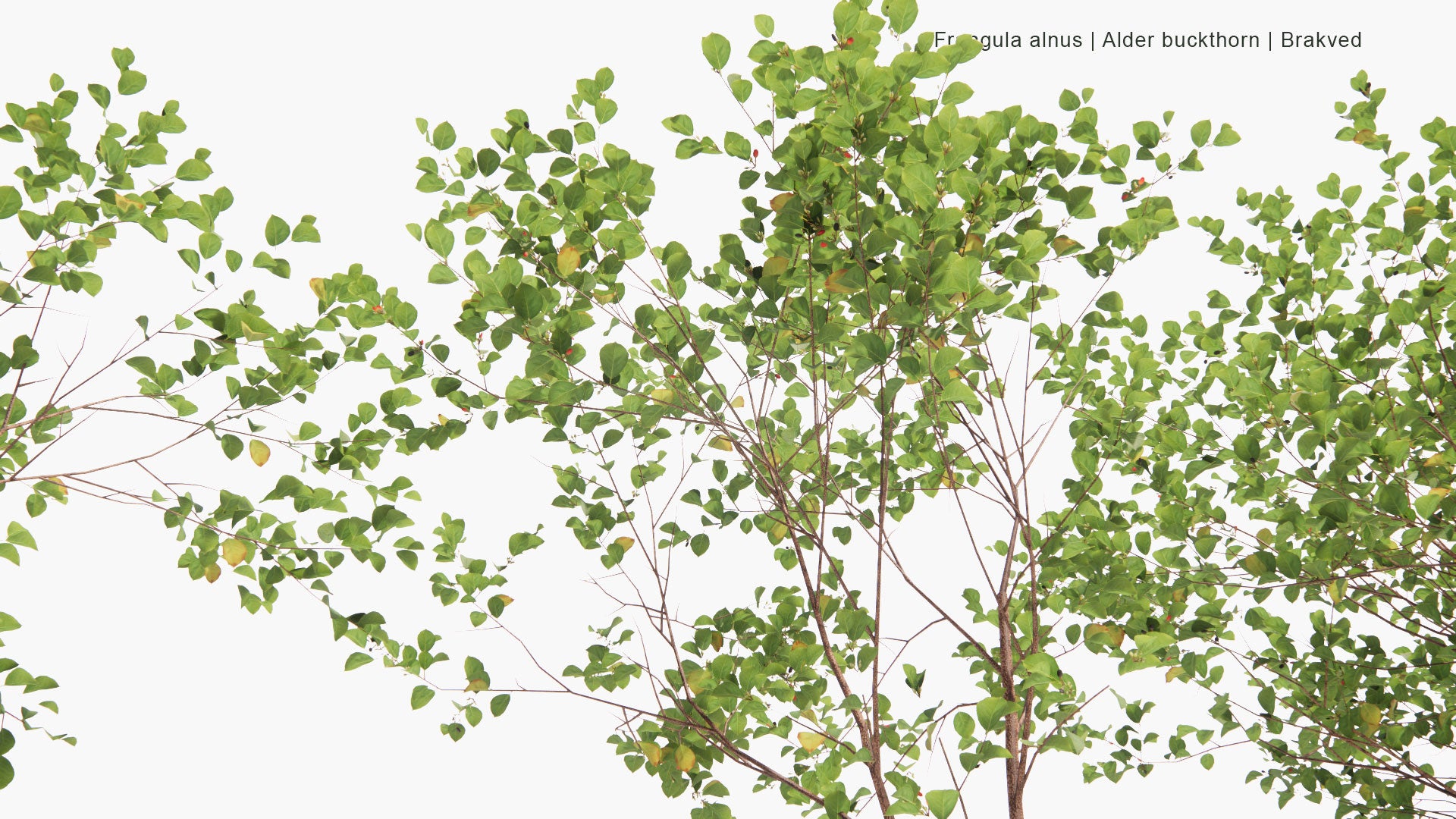 Low Poly Frangula Alnus - Alder Buckthorn, Glossy Buckthorn, Breaking Buckthorn, Brakved (3D Model)