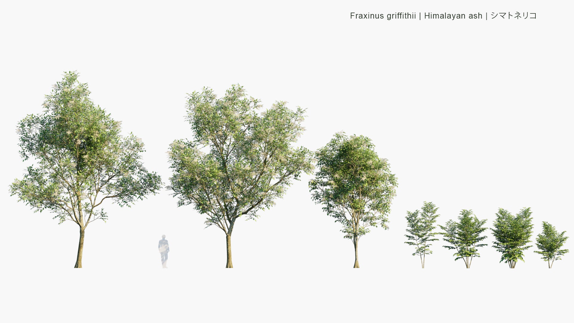 Low Poly Fraxinus Griffithii - Himalayan Ash, Evergreen Ash, シマトネリコ (3D Model)