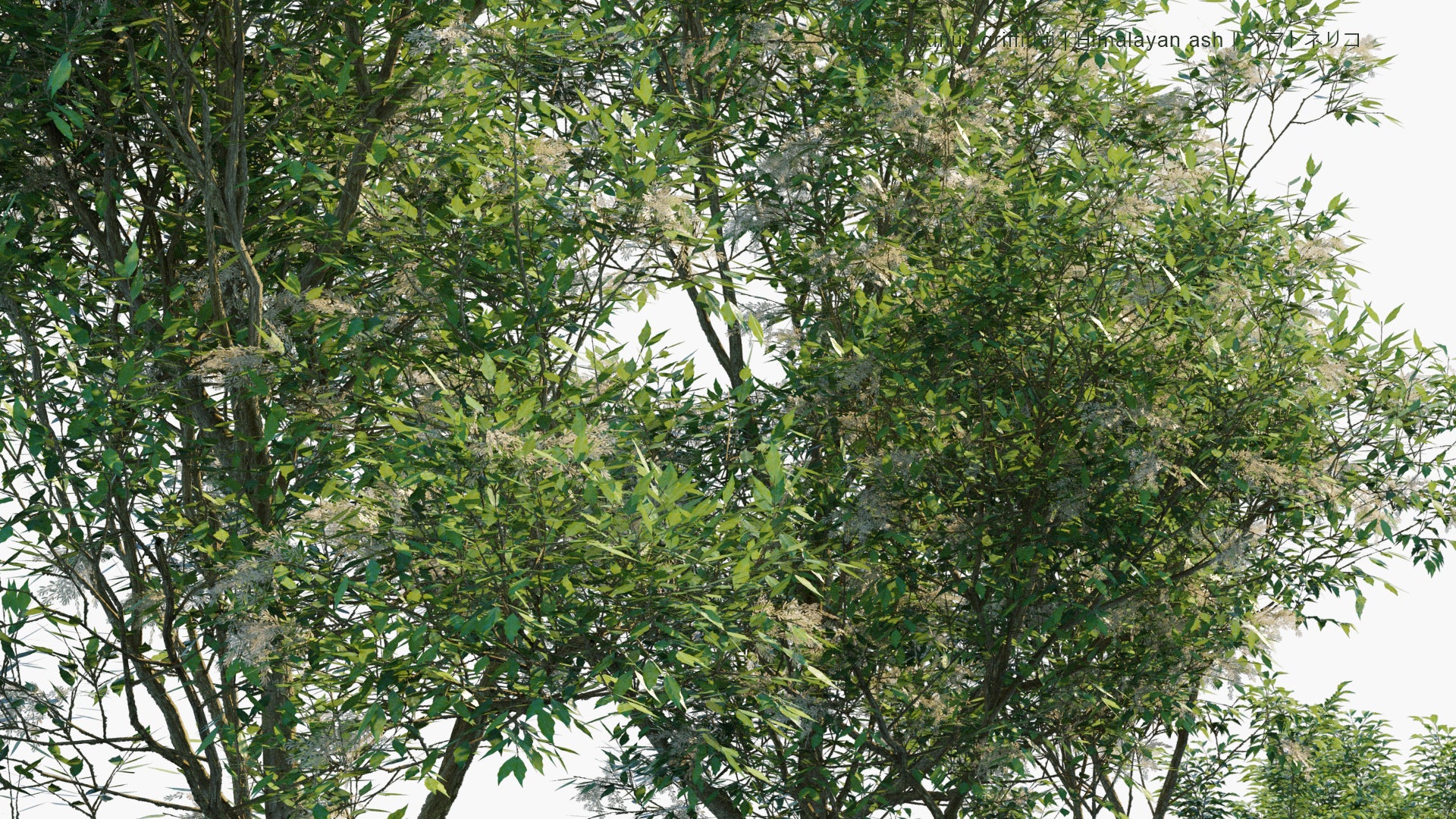 Low Poly Fraxinus Griffithii - Himalayan Ash, Evergreen Ash, シマトネリコ (3D Model)