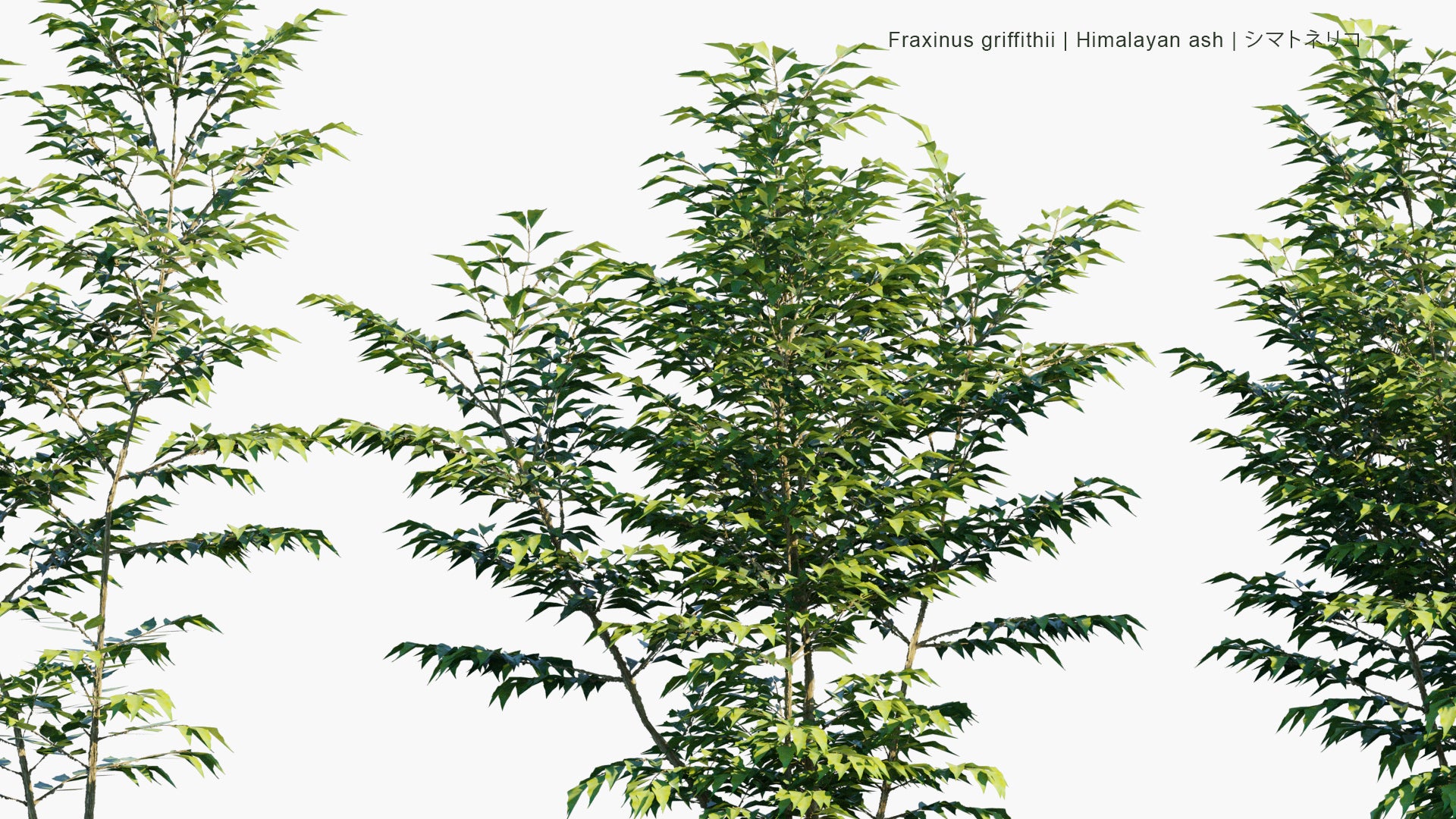 Low Poly Fraxinus Griffithii - Himalayan Ash, Evergreen Ash, シマトネリコ (3D Model)