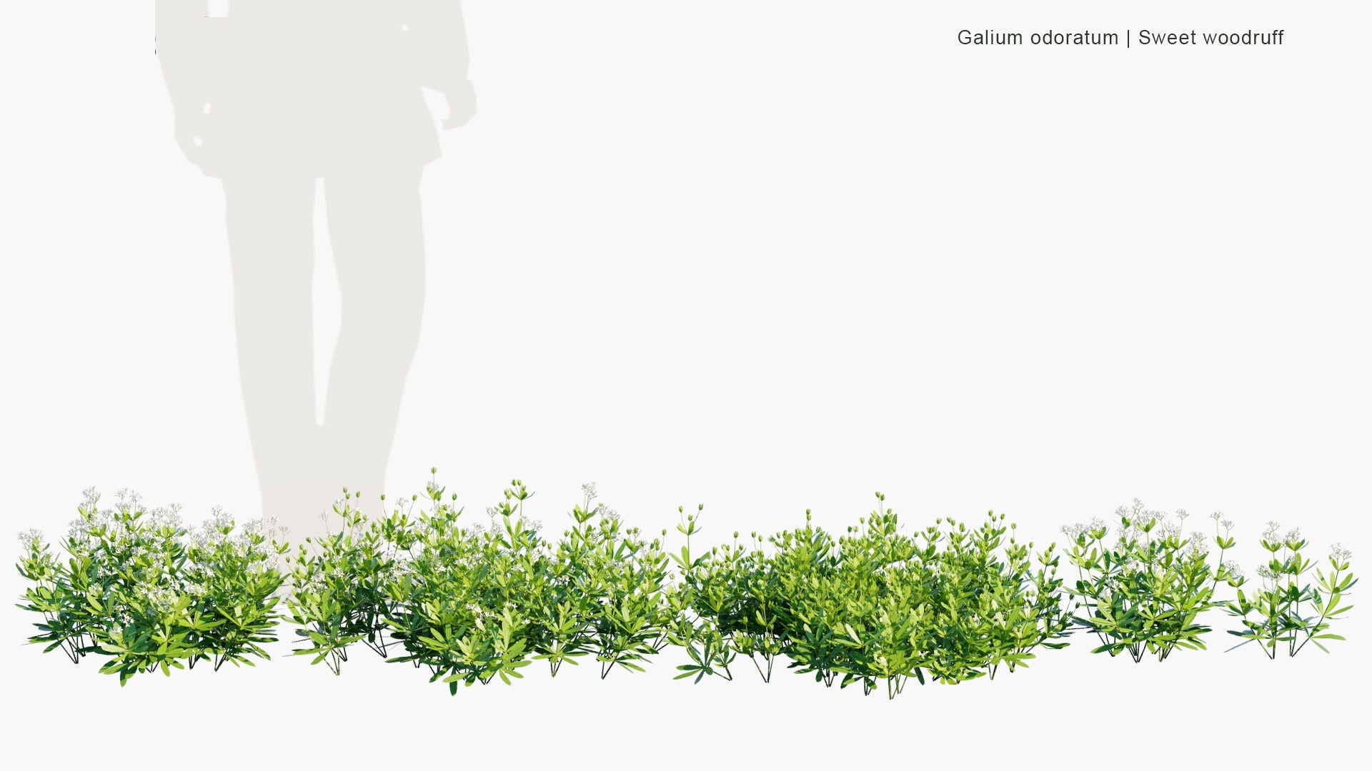 Low Poly Galium Odoratum - Sweet Woodruff, Sweetscented Bedstraw (3D Model)