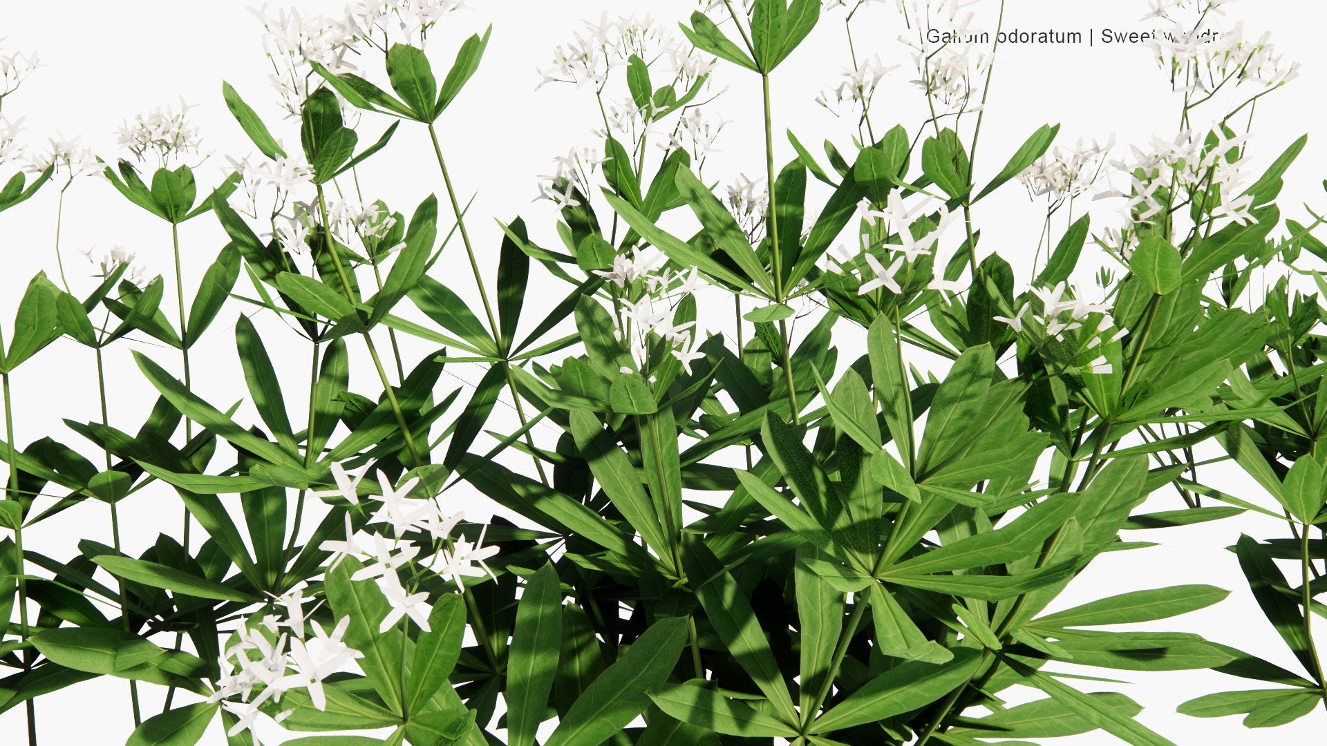 Low Poly Galium Odoratum - Sweet Woodruff, Sweetscented Bedstraw (3D Model)