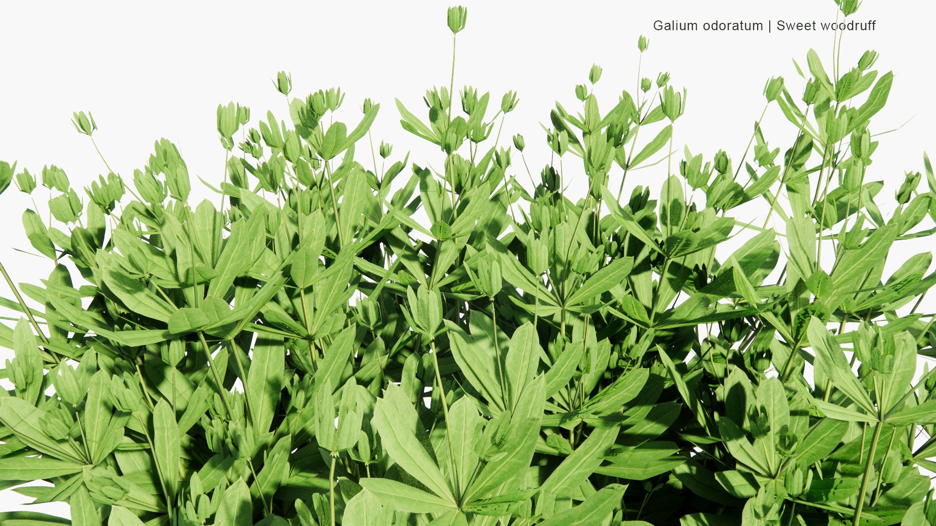 Low Poly Galium Odoratum - Sweet Woodruff, Sweetscented Bedstraw (3D Model)