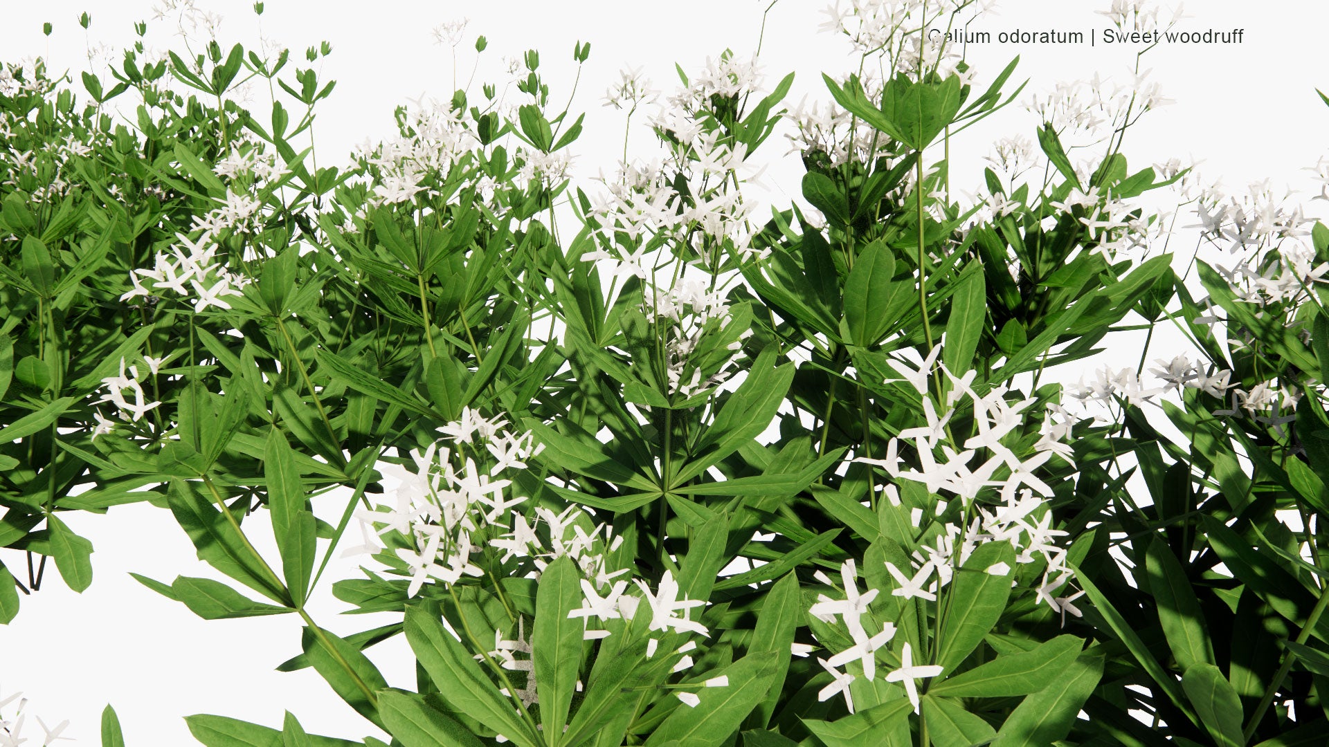 Low Poly Galium Odoratum - Sweet Woodruff, Sweetscented Bedstraw (3D Model)