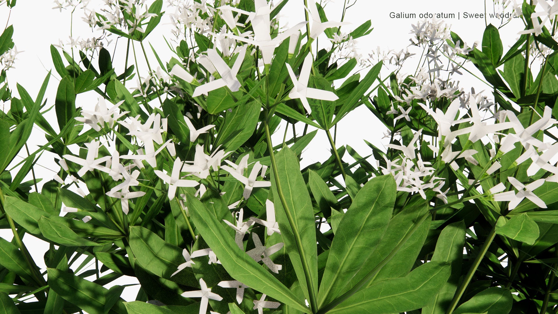 Low Poly Galium Odoratum - Sweet Woodruff, Sweetscented Bedstraw (3D Model)