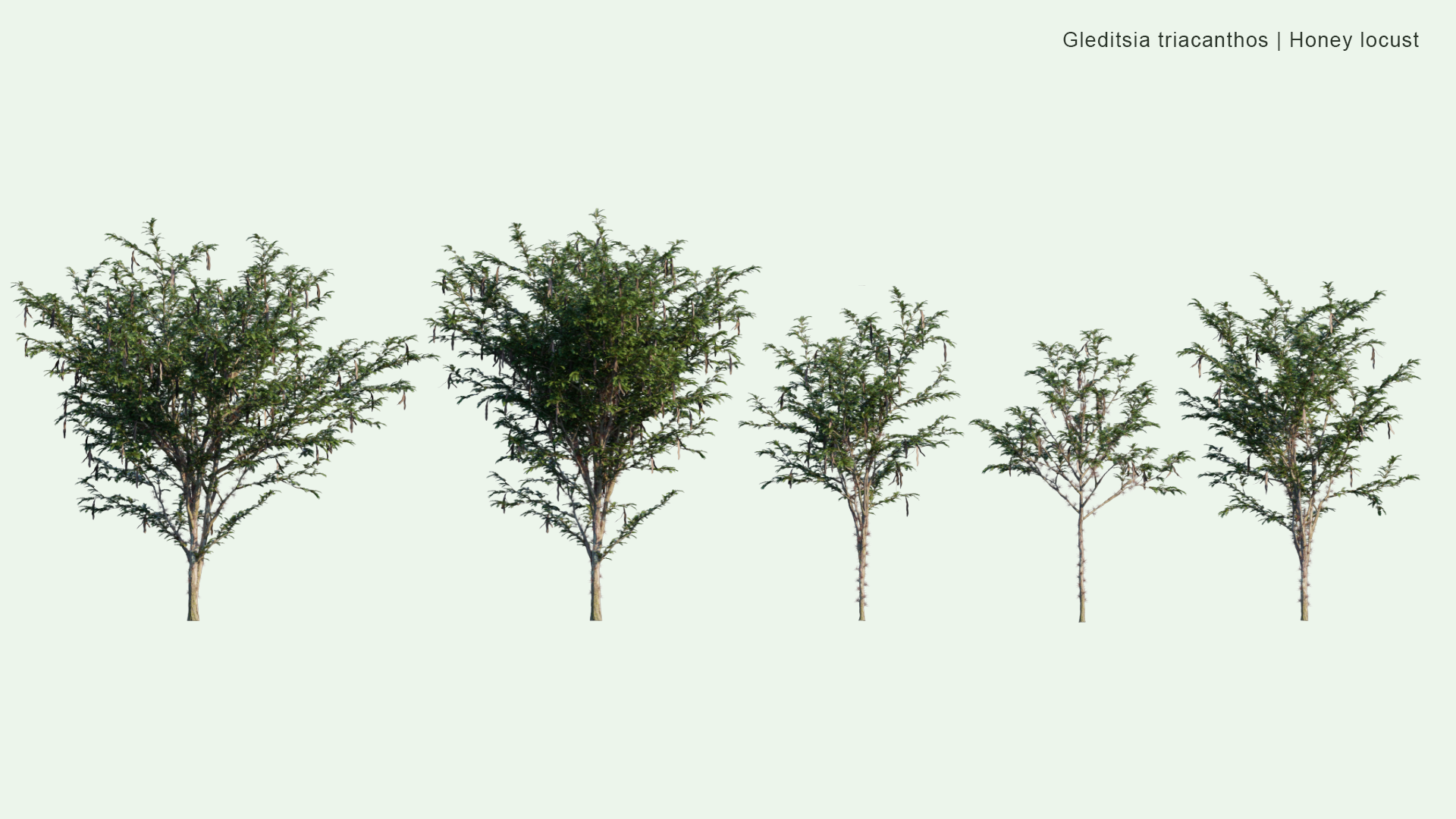 2D Gleditsia Triacanthos - Honey Locust