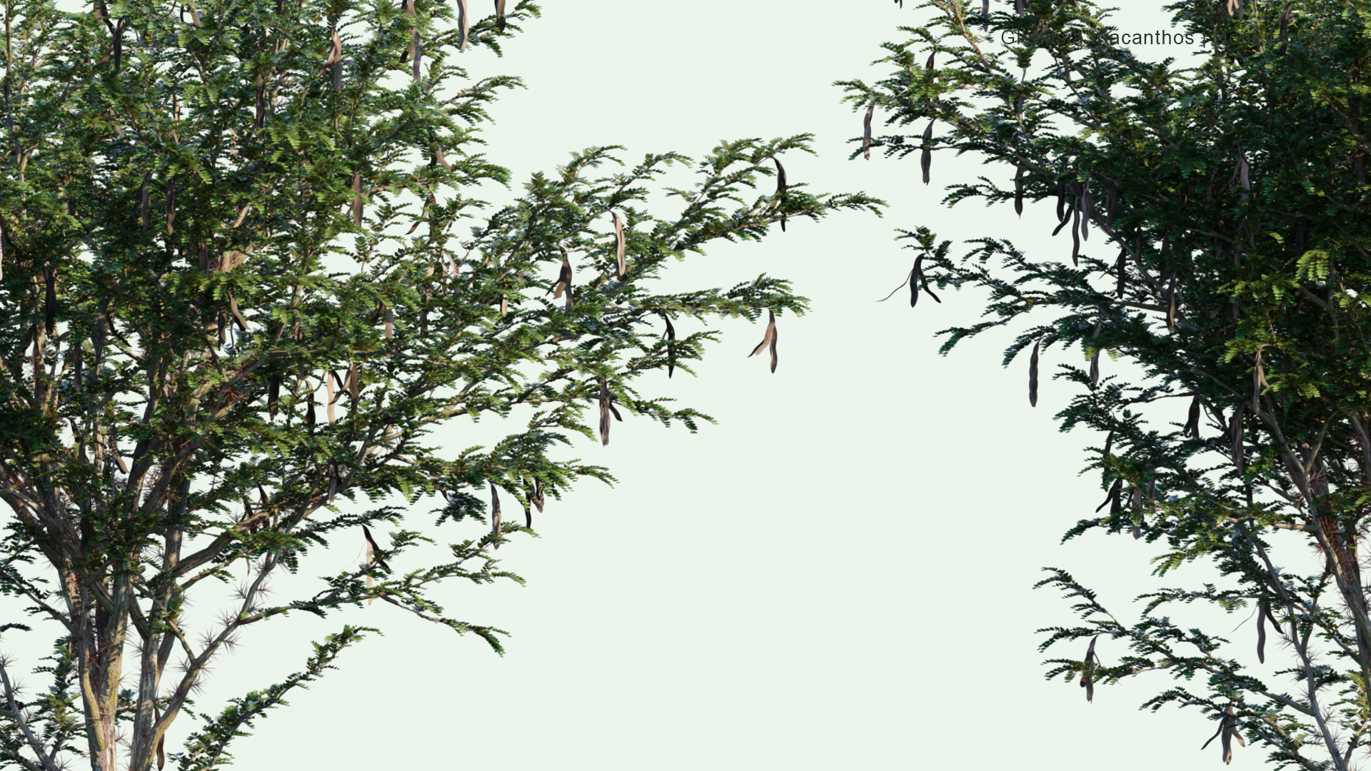 2D Gleditsia Triacanthos - Honey Locust