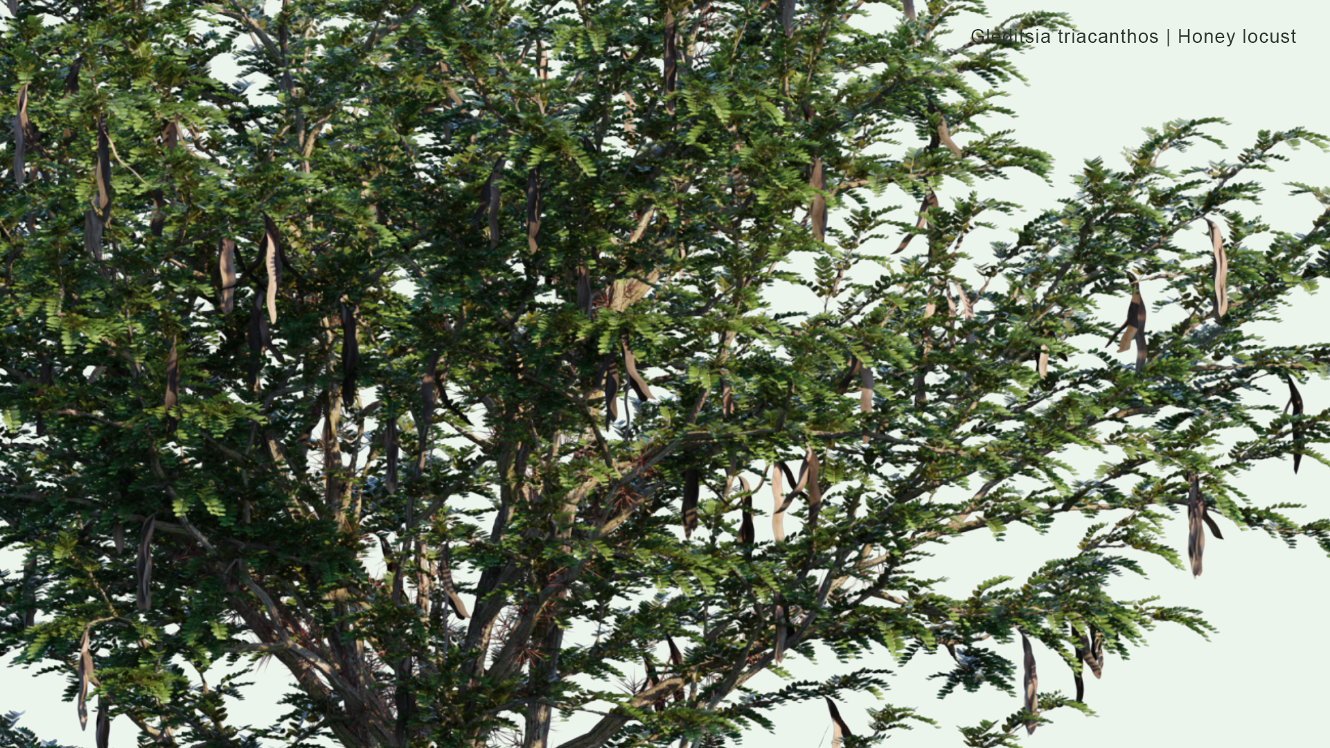 2D Gleditsia Triacanthos - Honey Locust