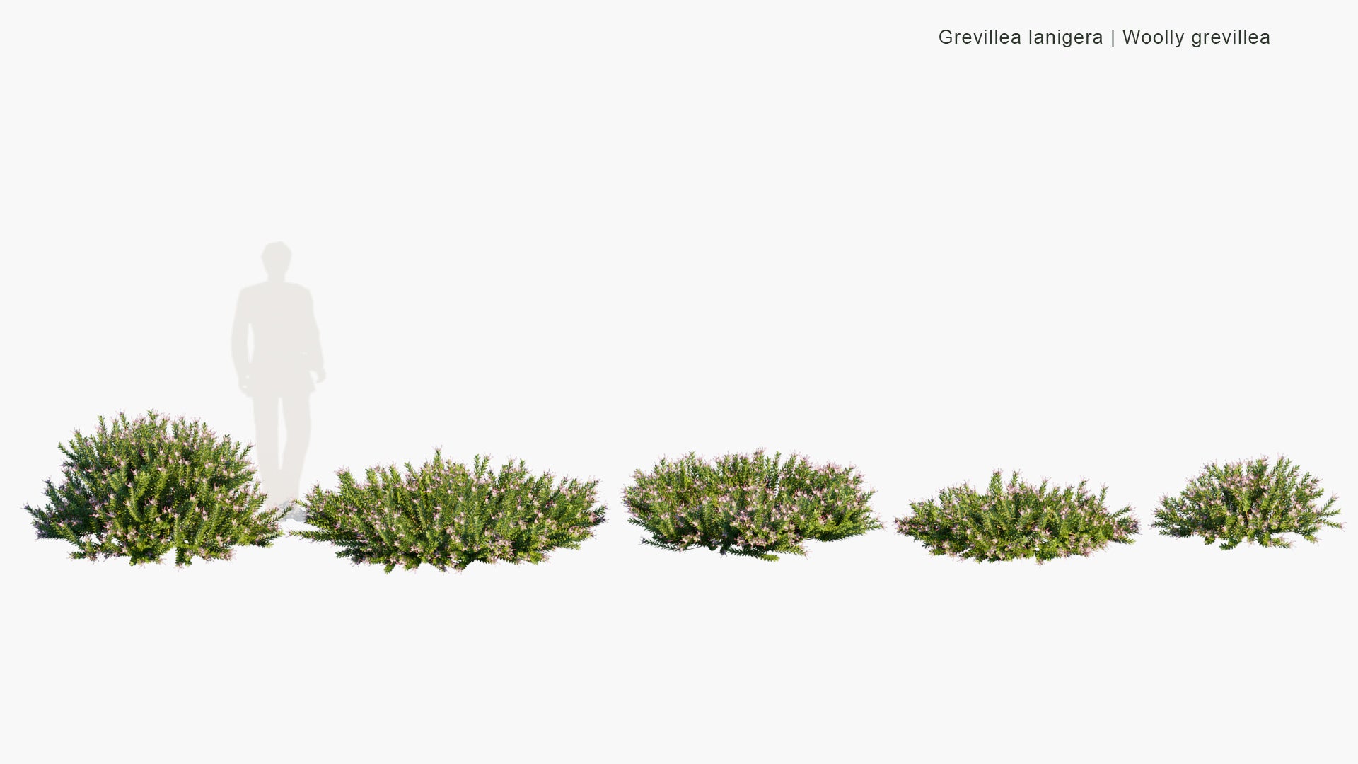 Low Poly Grevillea Lanigera - Woolly Grevillea (3D Model)