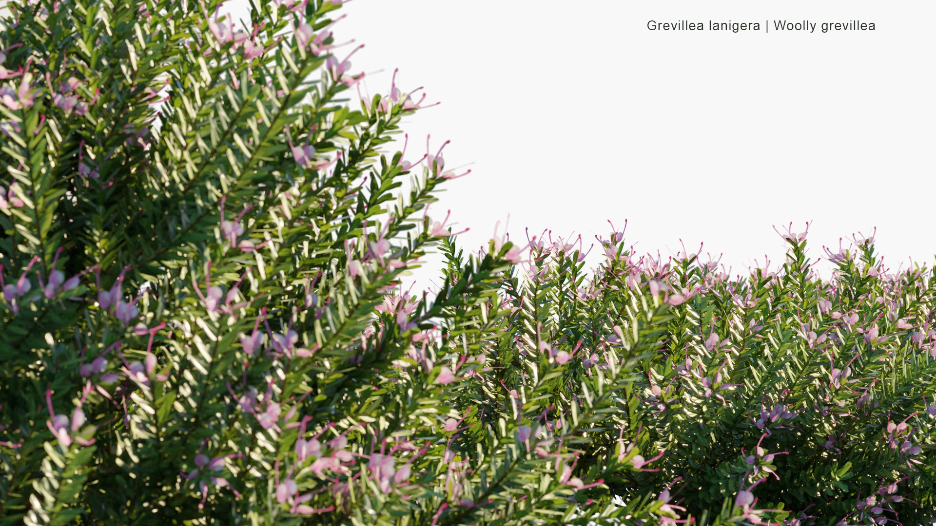Low Poly Grevillea Lanigera - Woolly Grevillea (3D Model)