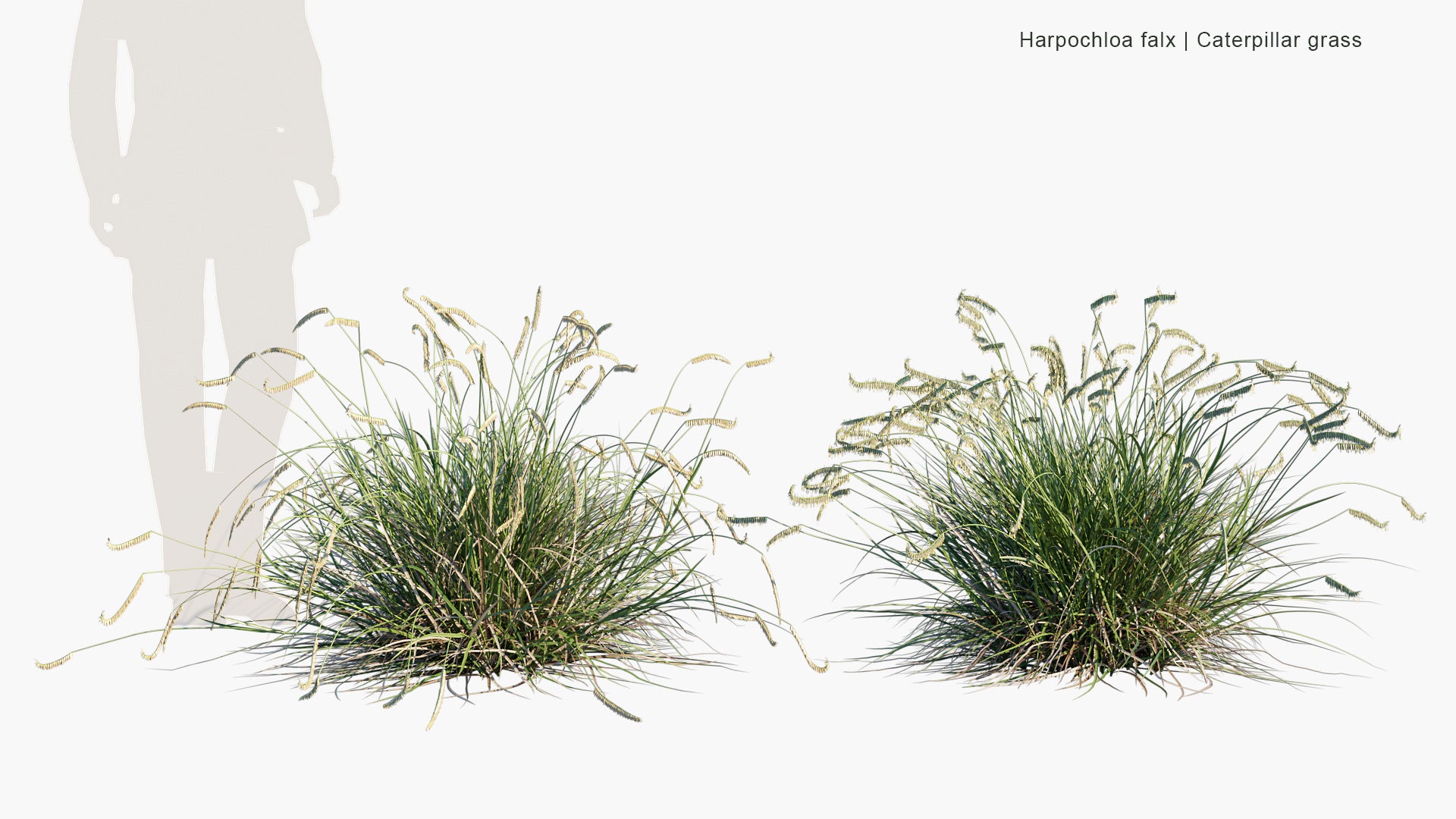 Harpochloa Falx - Caterpillar Grass (3D Model)