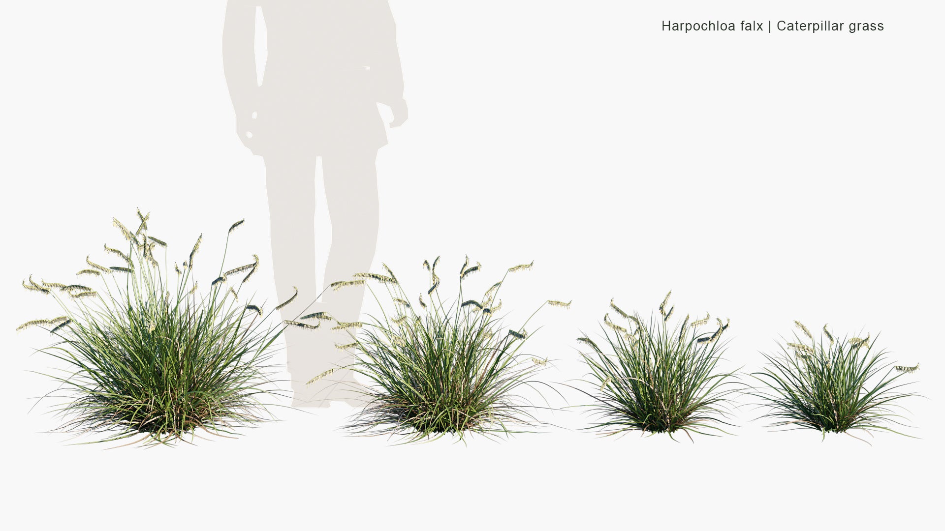 Harpochloa Falx - Caterpillar Grass (3D Model)