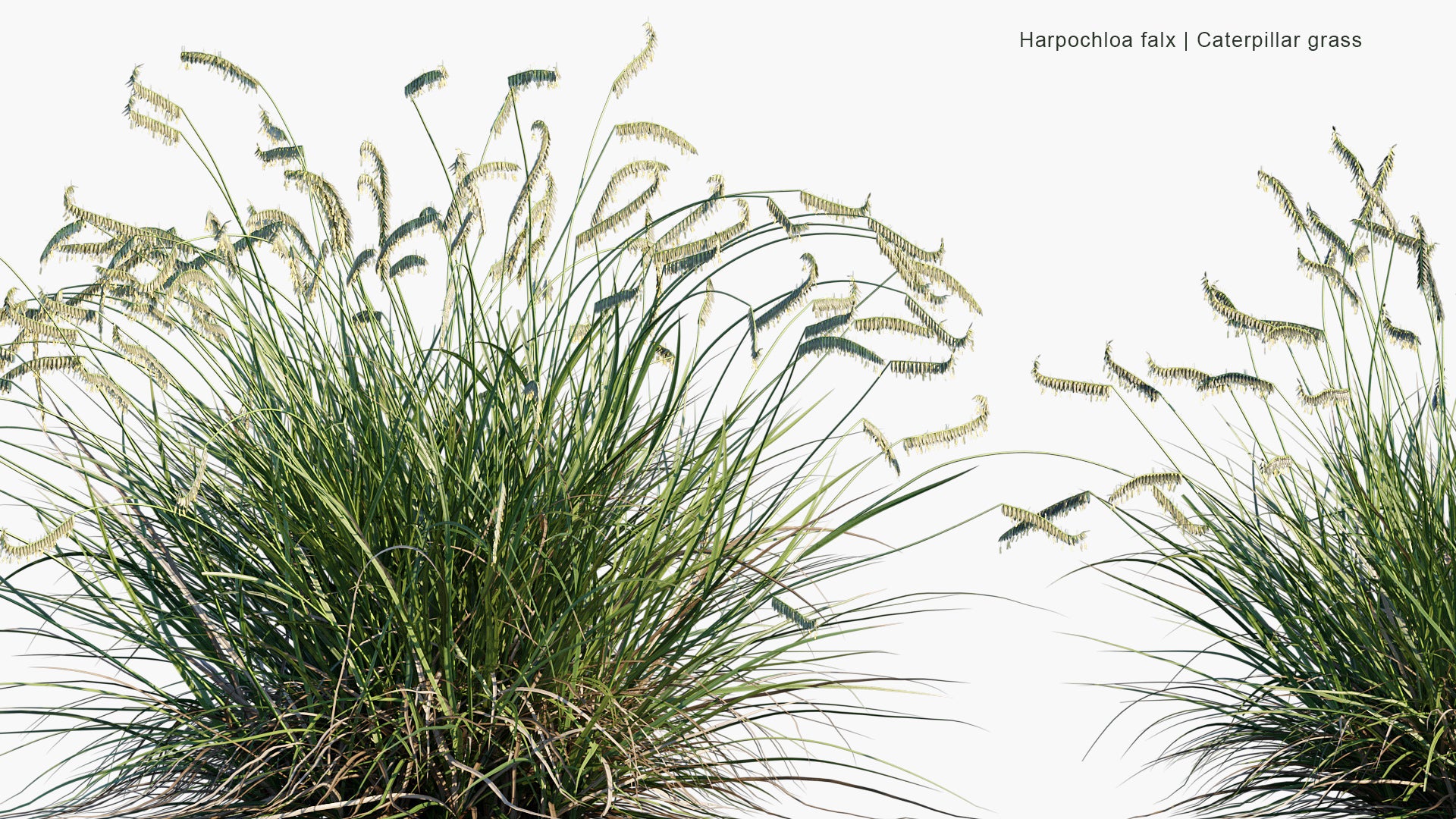 Harpochloa Falx - Caterpillar Grass (3D Model)