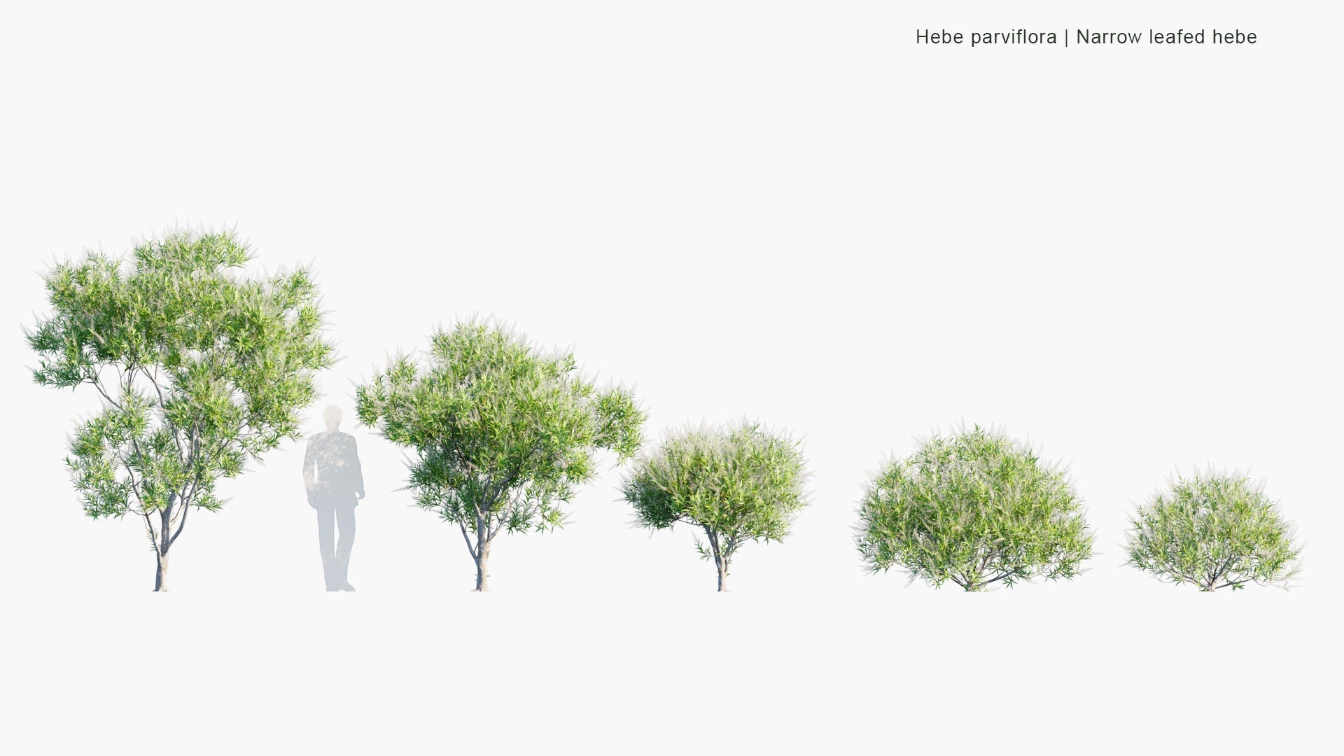 Low Poly Hebe Parviflora - Narrow Leafed Hebe (3D Model)