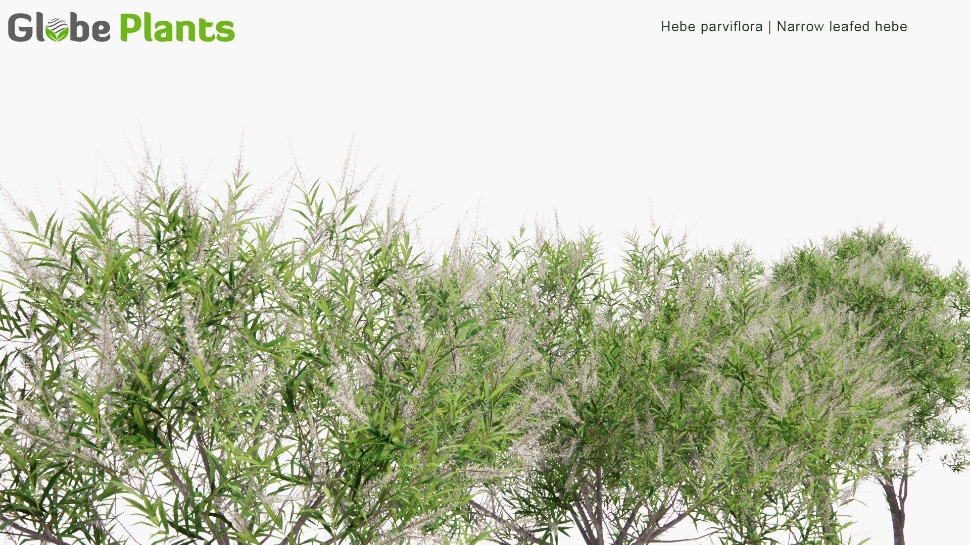 Low Poly Hebe Parviflora - Narrow Leafed Hebe (3D Model)