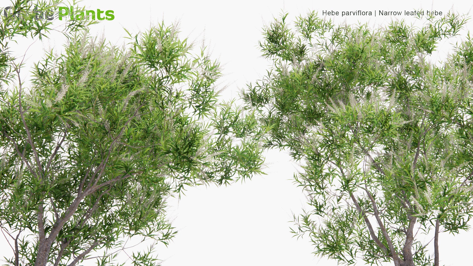 Low Poly Hebe Parviflora - Narrow Leafed Hebe (3D Model)