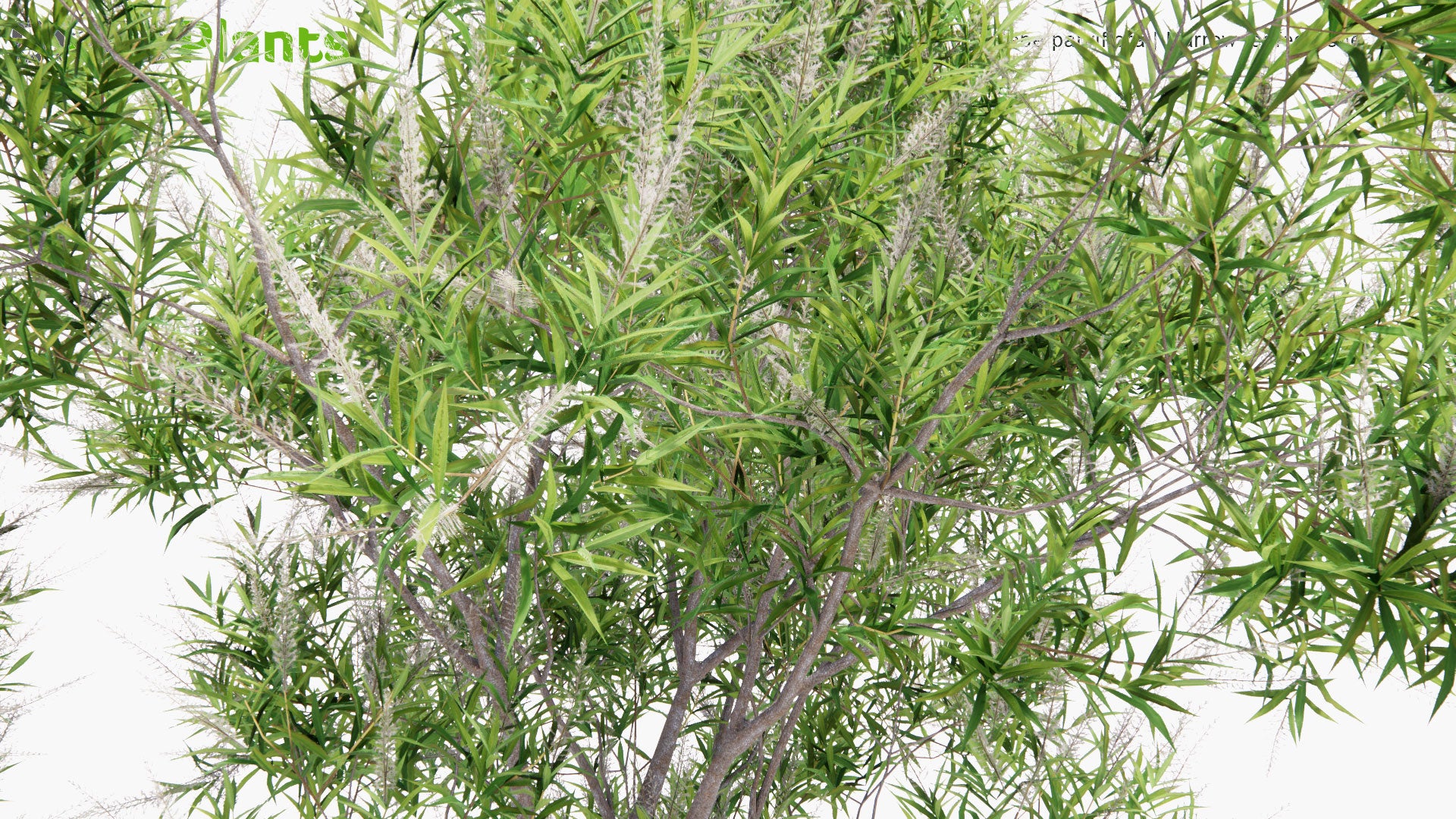 Low Poly Hebe Parviflora - Narrow Leafed Hebe (3D Model)