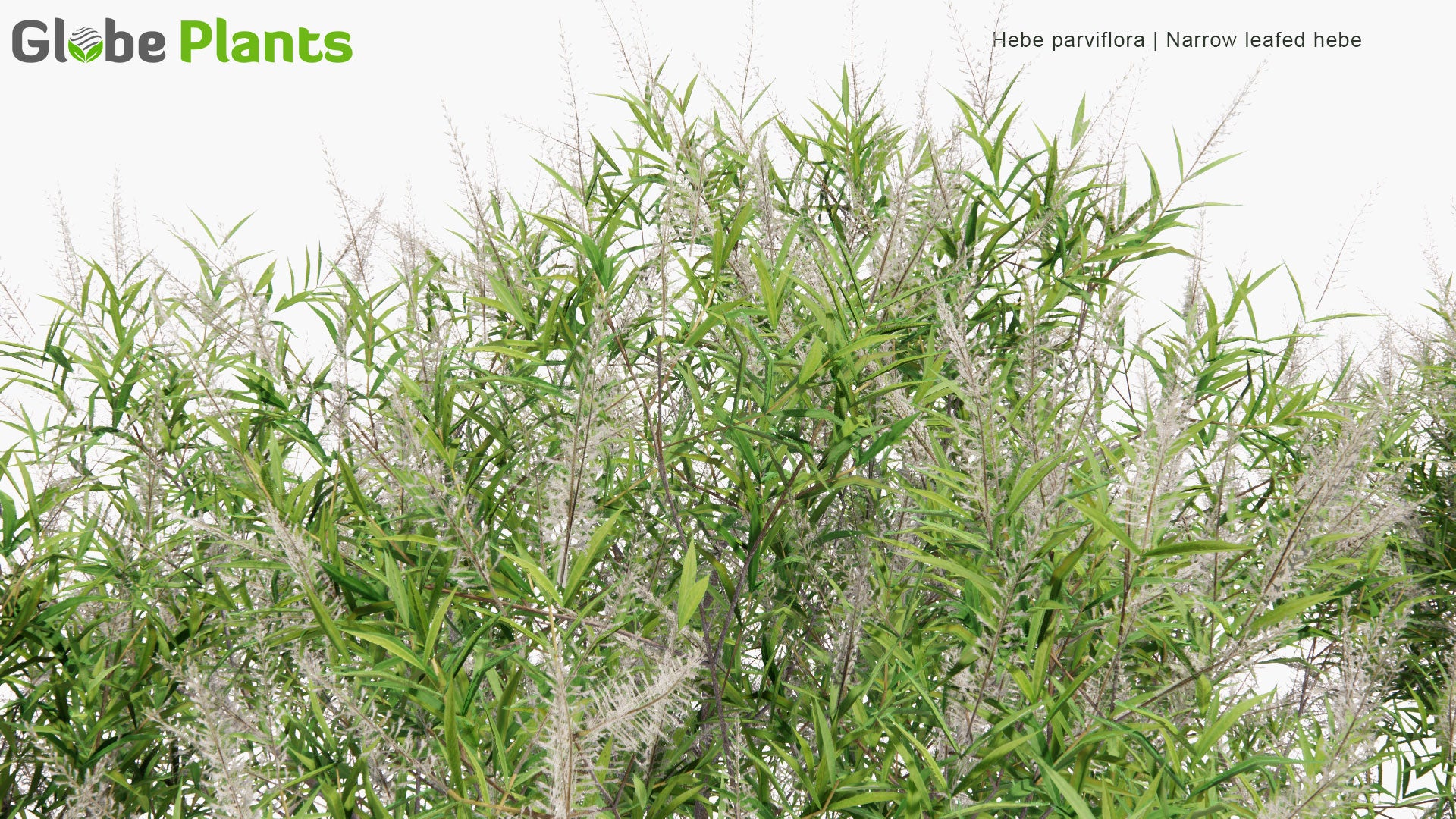 Low Poly Hebe Parviflora - Narrow Leafed Hebe (3D Model)