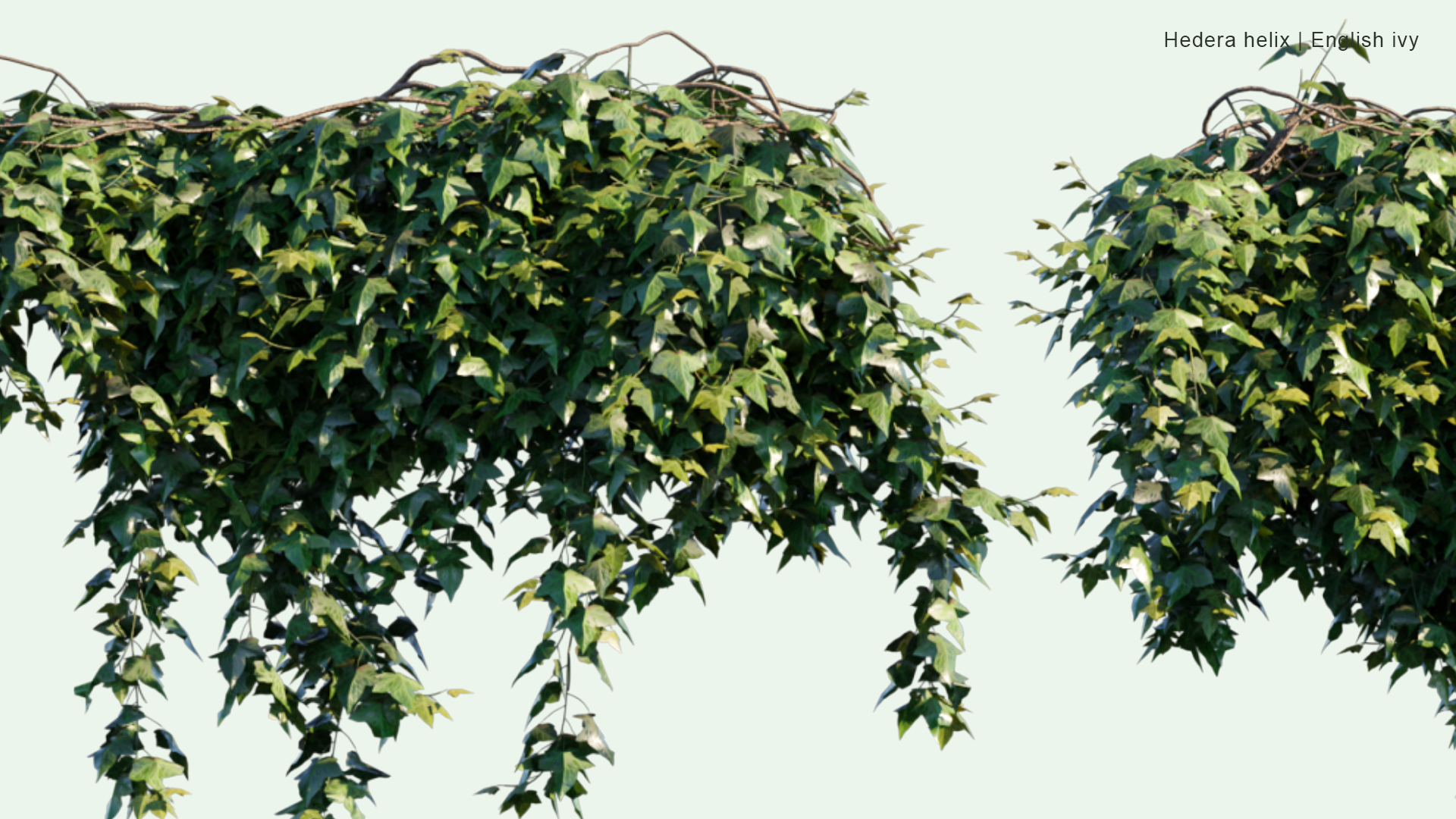 2D Hedera Helix - English Ivy