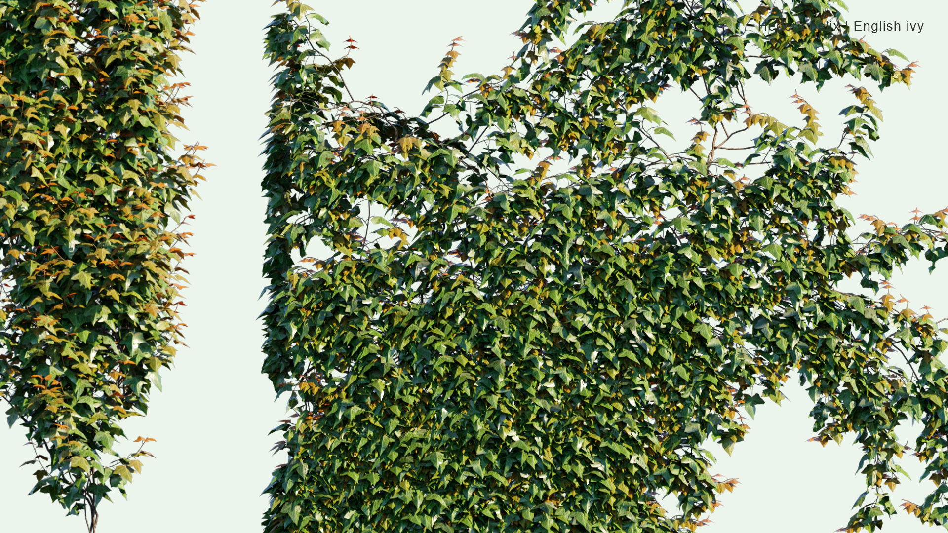 2D Hedera Helix - English Ivy