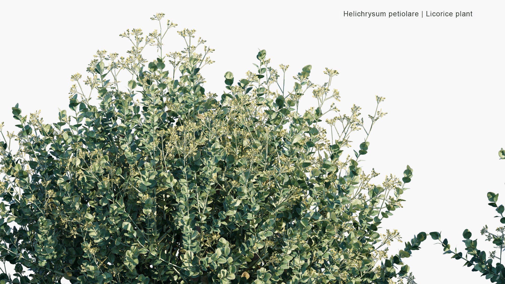 Low Poly Helichrysum Petiolare - Liquorice Plant, Silver-bush Everlastingflower, Trailing Dusty Miller, Kooigoed (3D Model)