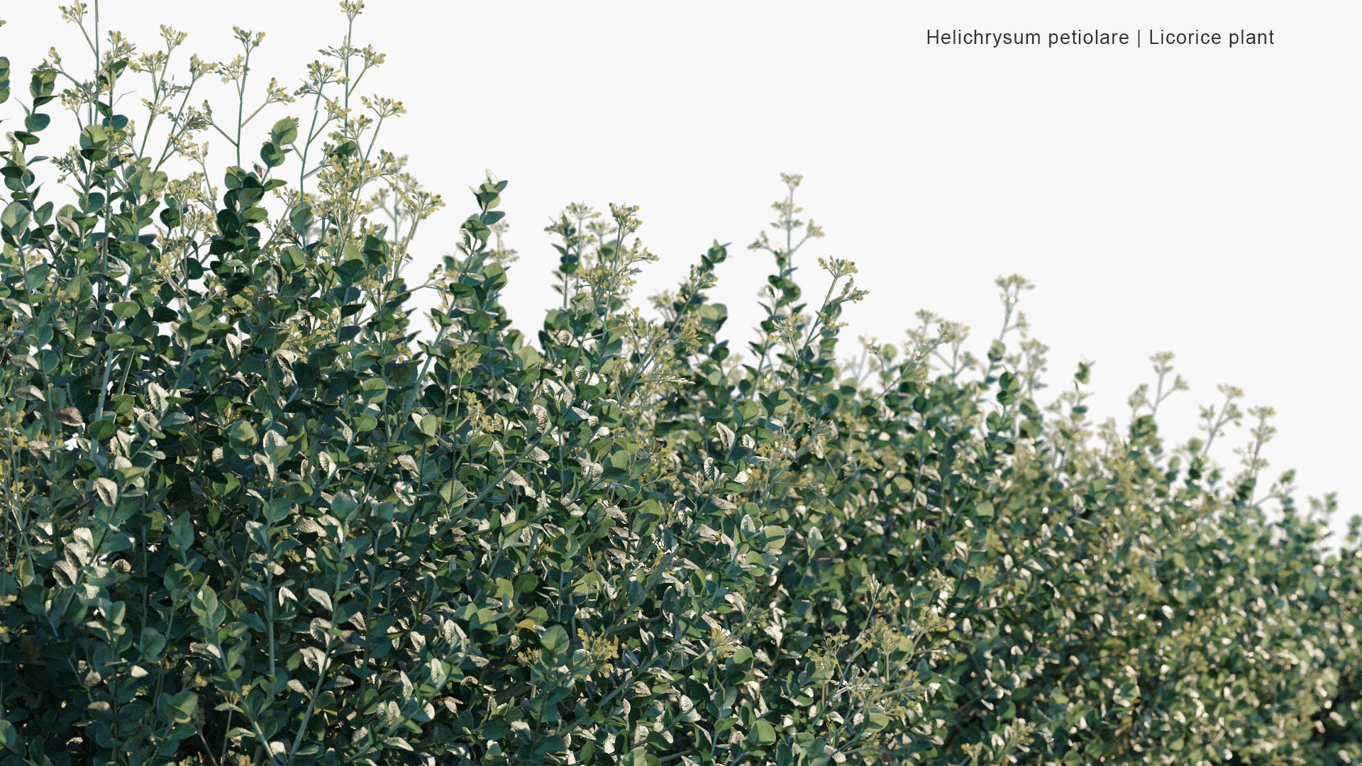 Low Poly Helichrysum Petiolare - Liquorice Plant, Silver-bush Everlastingflower, Trailing Dusty Miller, Kooigoed (3D Model)