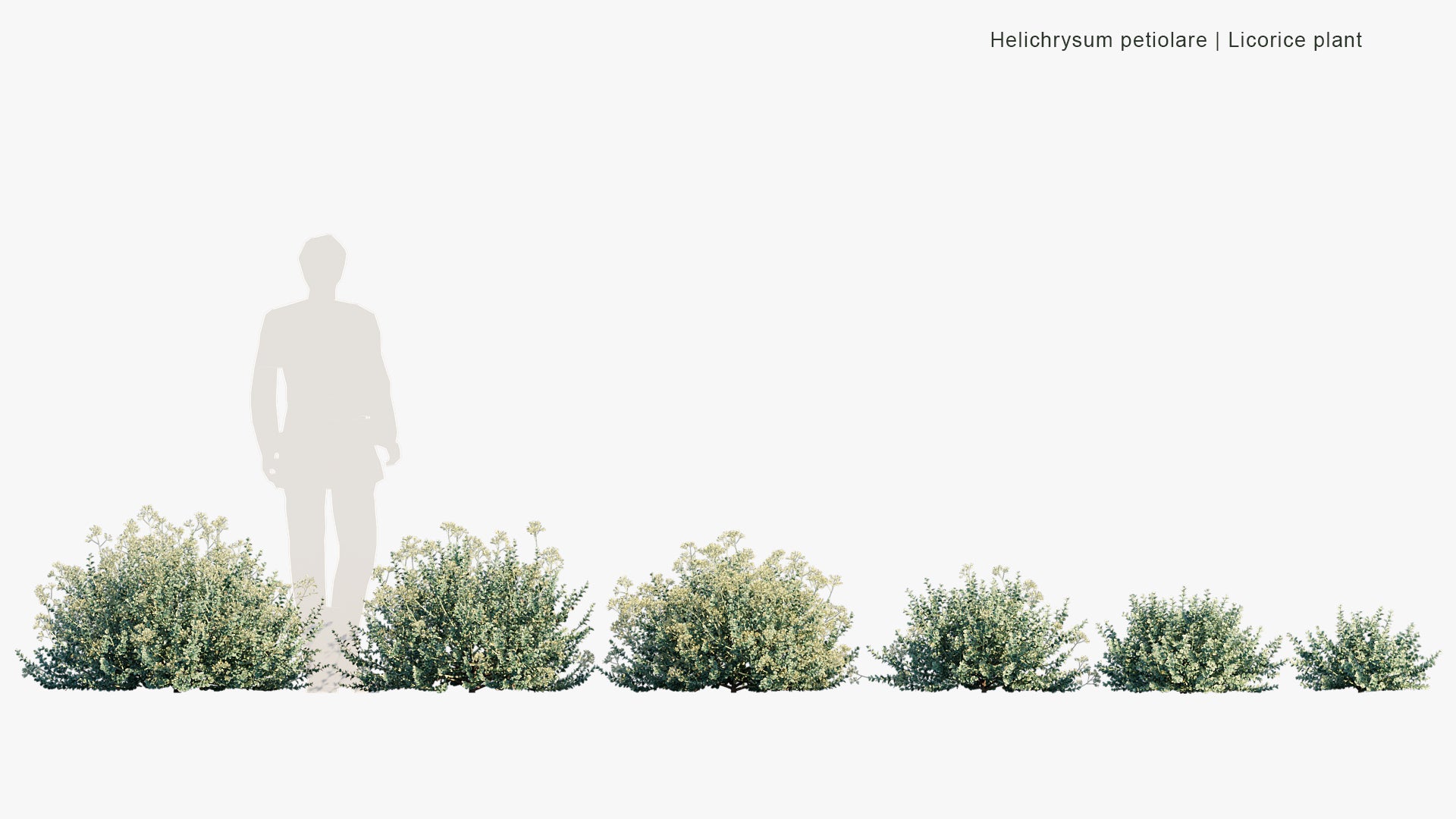 Helichrysum Petiolare - Liquorice Plant, Silver-bush Everlastingflower, Trailing Dusty Miller, Kooigoed (3D Model)