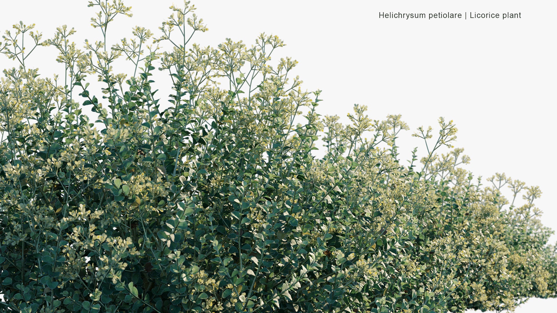 Helichrysum Petiolare - Liquorice Plant, Silver-bush Everlastingflower, Trailing Dusty Miller, Kooigoed (3D Model)